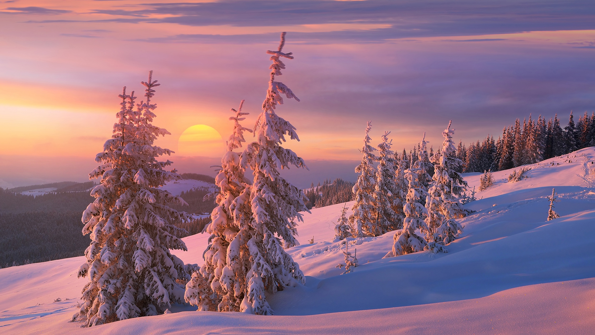 Скачать картинку Зима, Природа, Закат, Солнце, Снег, Дерево, Земля/природа в телефон бесплатно.