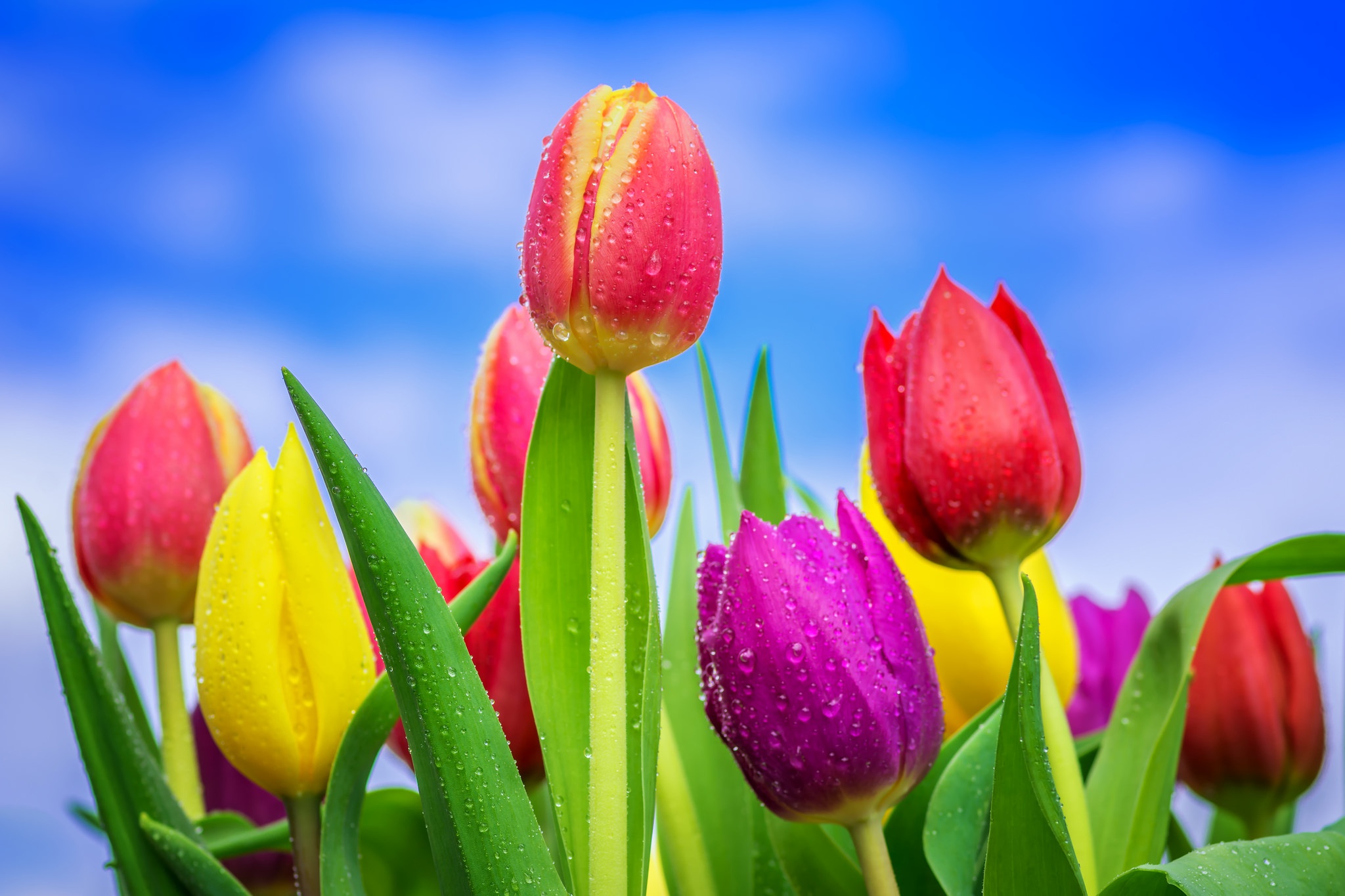 Download mobile wallpaper Flowers, Flower, Earth, Colors, Tulip, Yellow Flower, Purple Flower, Red Flower for free.