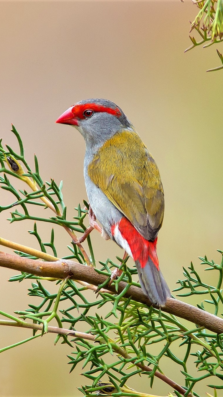 Téléchargez des papiers peints mobile Animaux, Oiseau, Branche, Des Oiseaux, Bifurquer gratuitement.