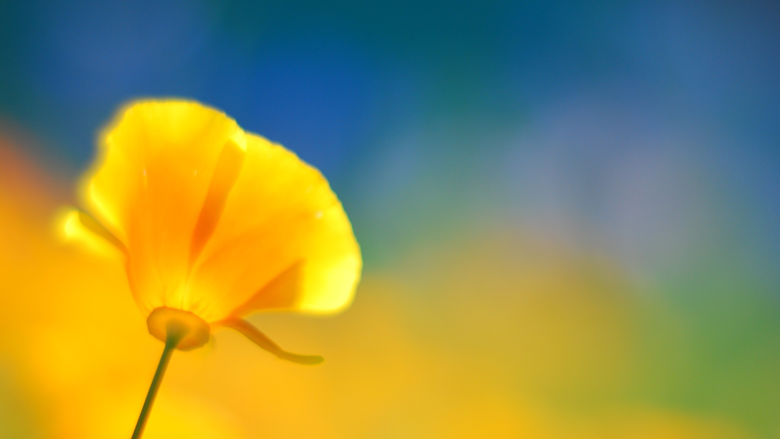 Téléchargez gratuitement l'image Fleurs, Fleur, Terre/nature sur le bureau de votre PC