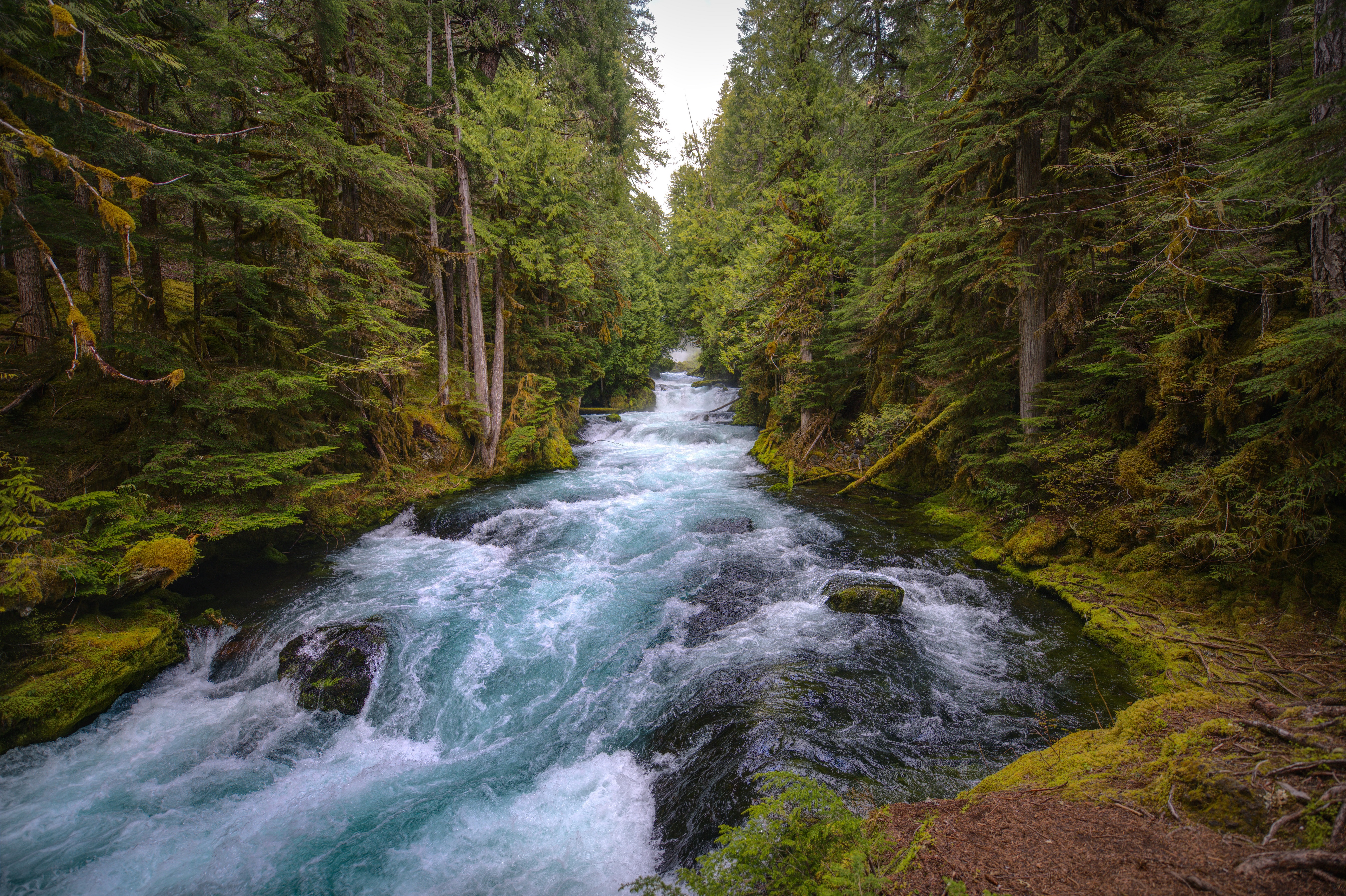 Скачати мобільні шпалери Природа, Річка, Ліс, Земля, Орегон безкоштовно.