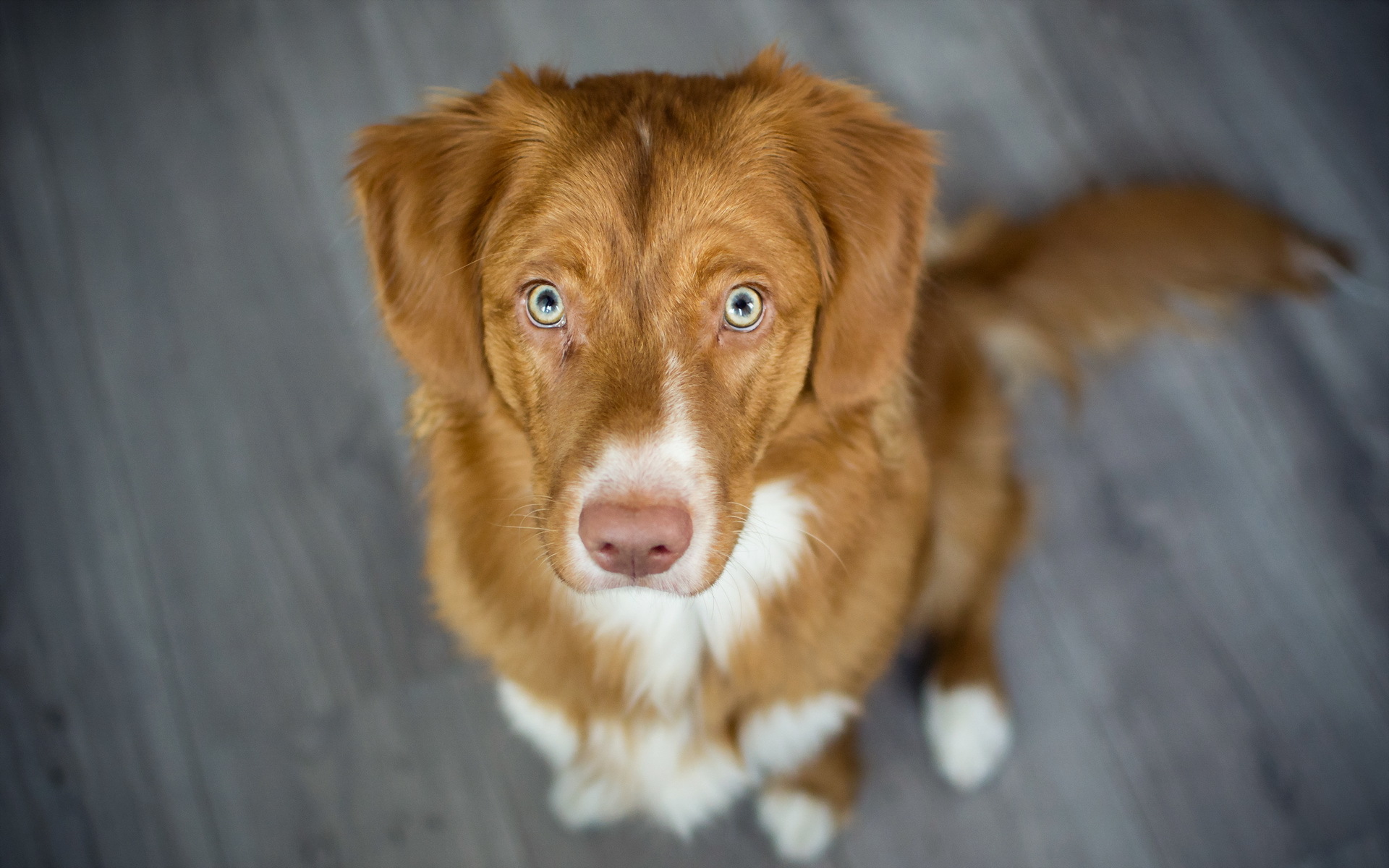 Baixar papel de parede para celular de Cães, Cão, Animais gratuito.