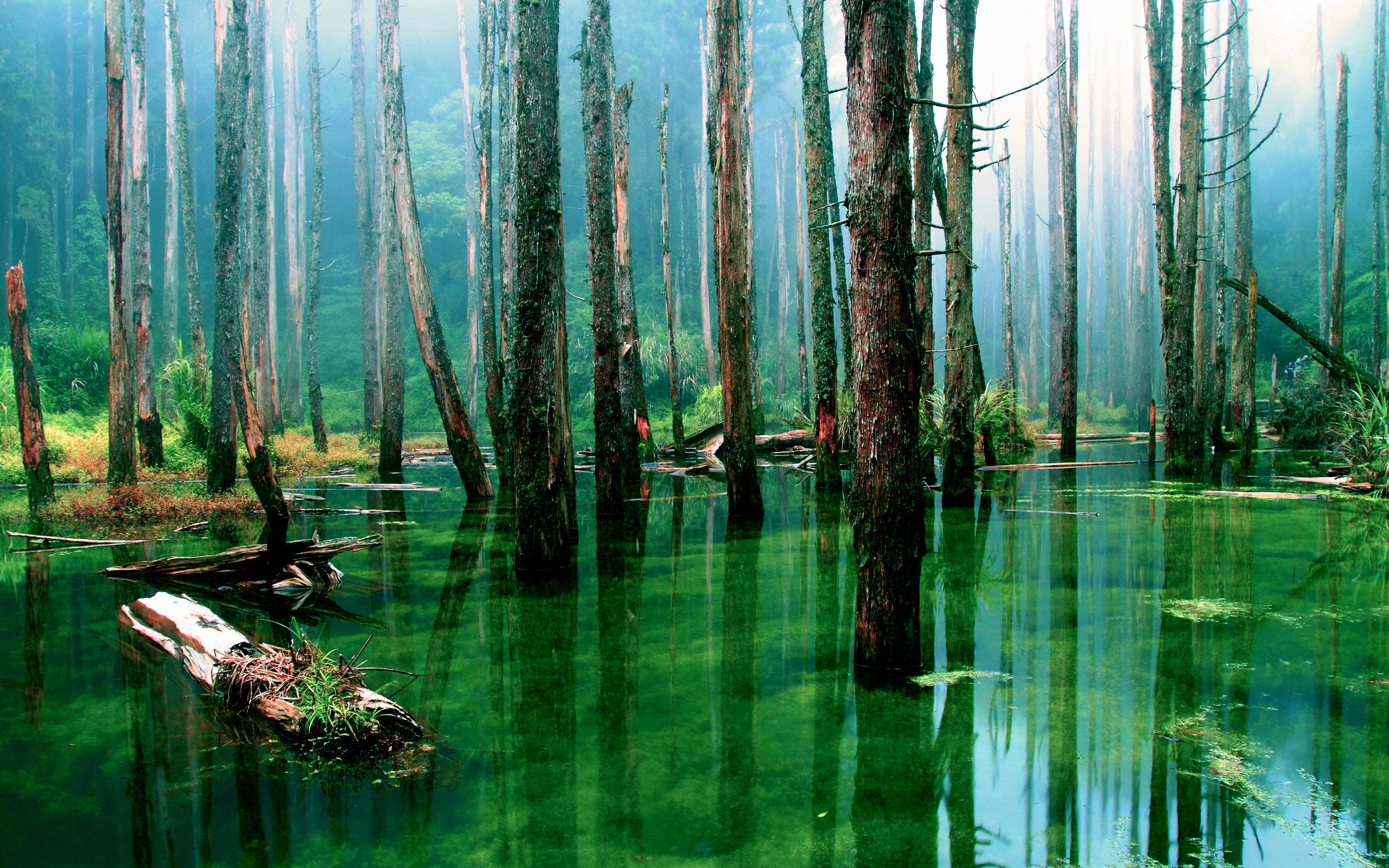 earth, forest, swamp