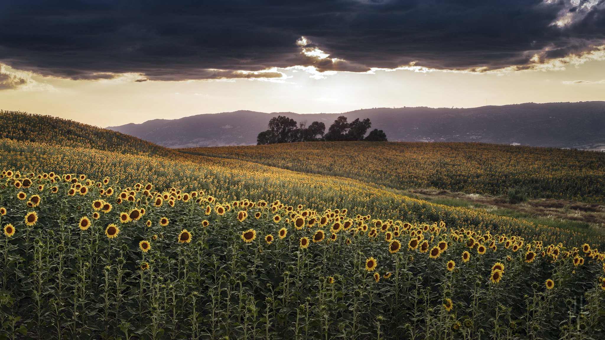 Free download wallpaper Nature, Flowers, Summer, Earth, Field, Sunflower, Yellow Flower on your PC desktop