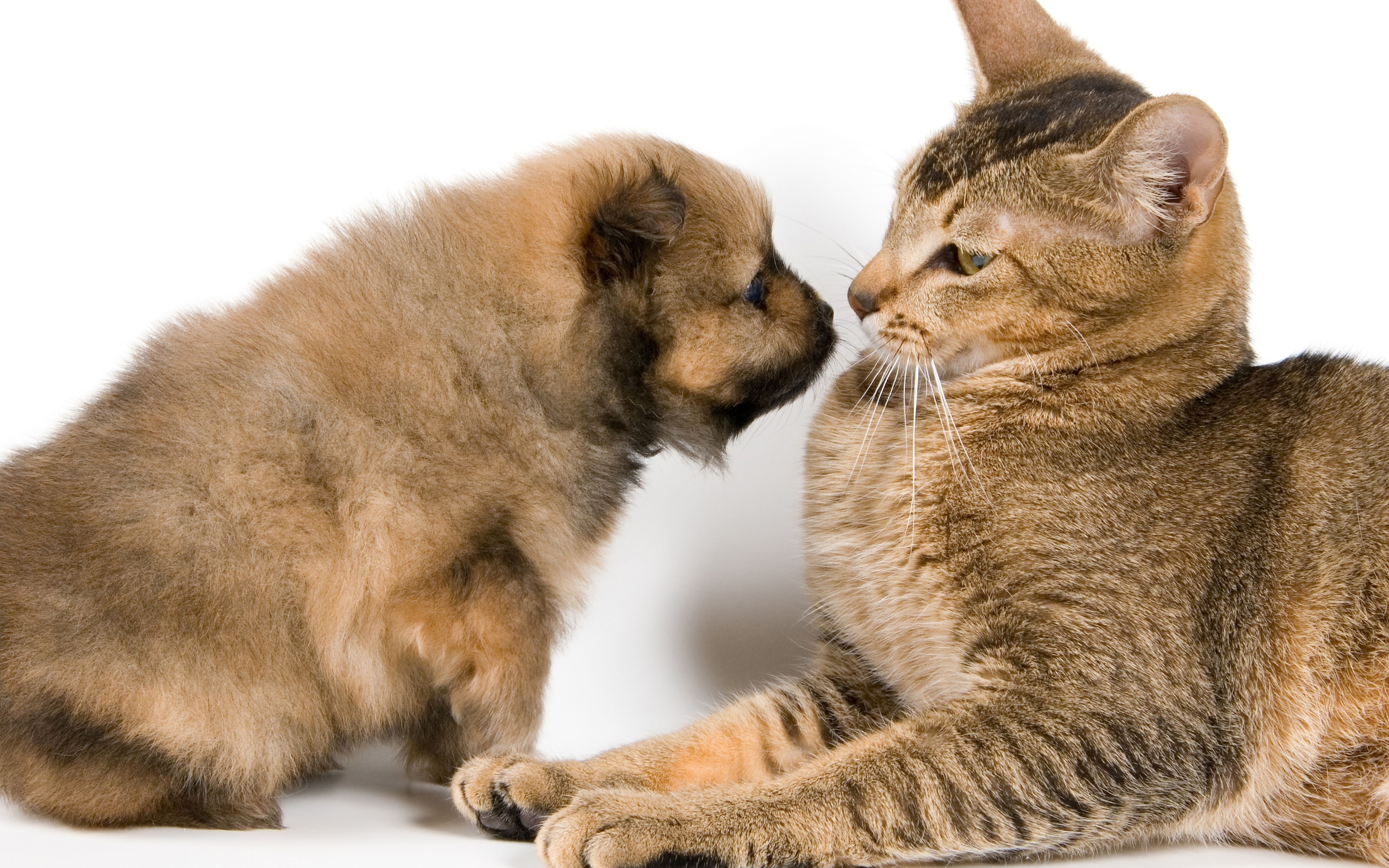 Free download wallpaper Cat, Dog, Animal, Puppy, Cute on your PC desktop