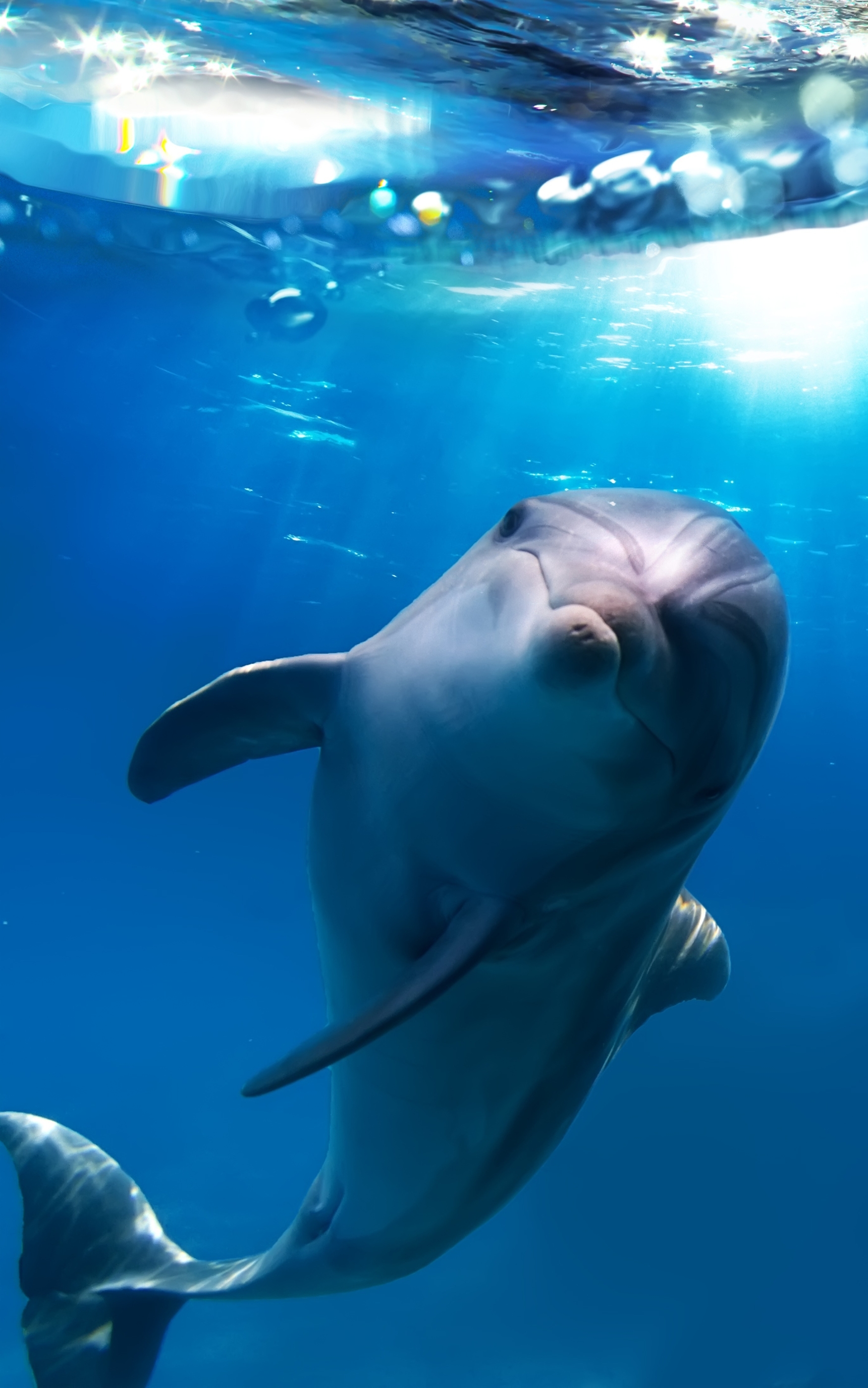 Download mobile wallpaper Animal, Dolphin for free.