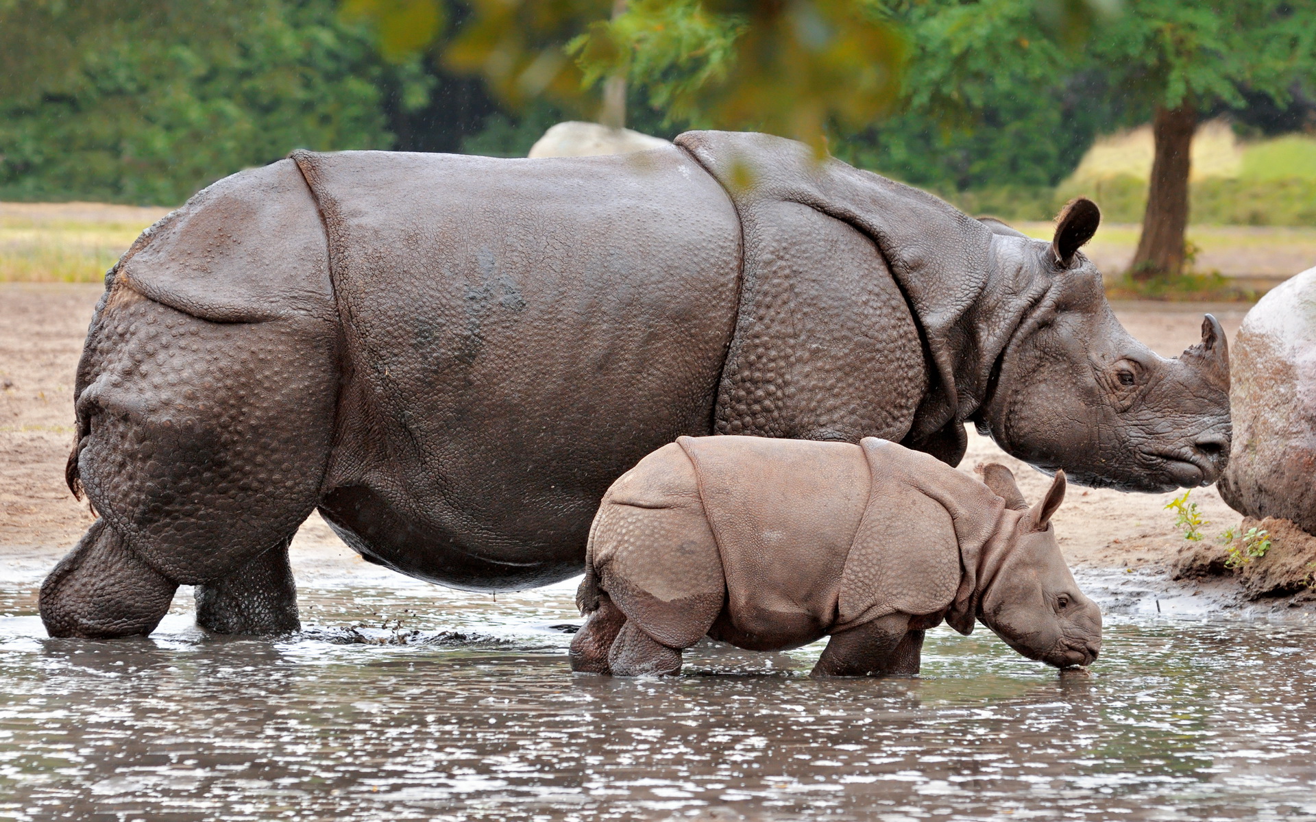 357260 Salvapantallas y fondos de pantalla Rinoceronte en tu teléfono. Descarga imágenes de  gratis
