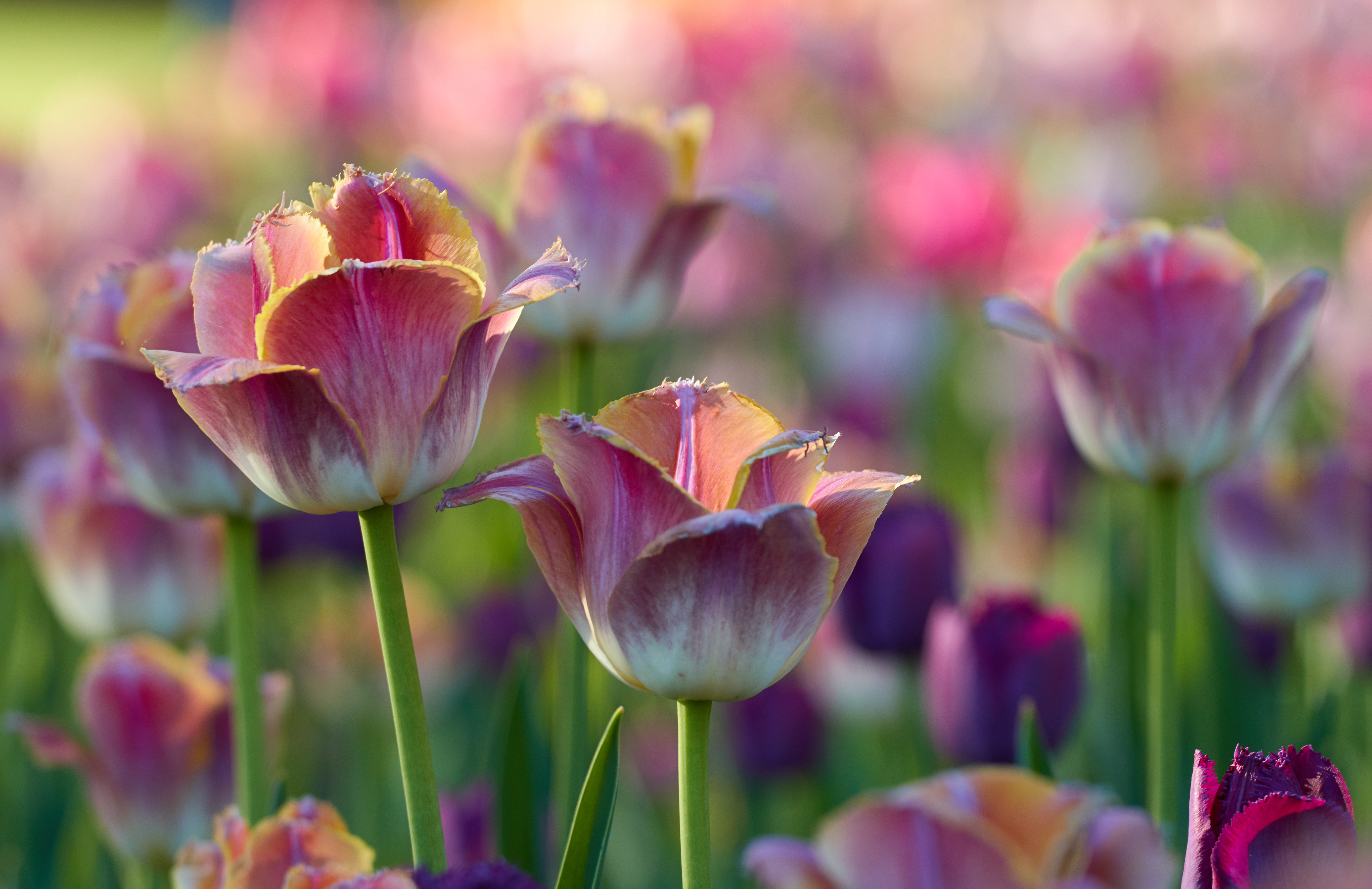 Free download wallpaper Flowers, Pink, Flowerbed, Flower Bed, Tulips on your PC desktop