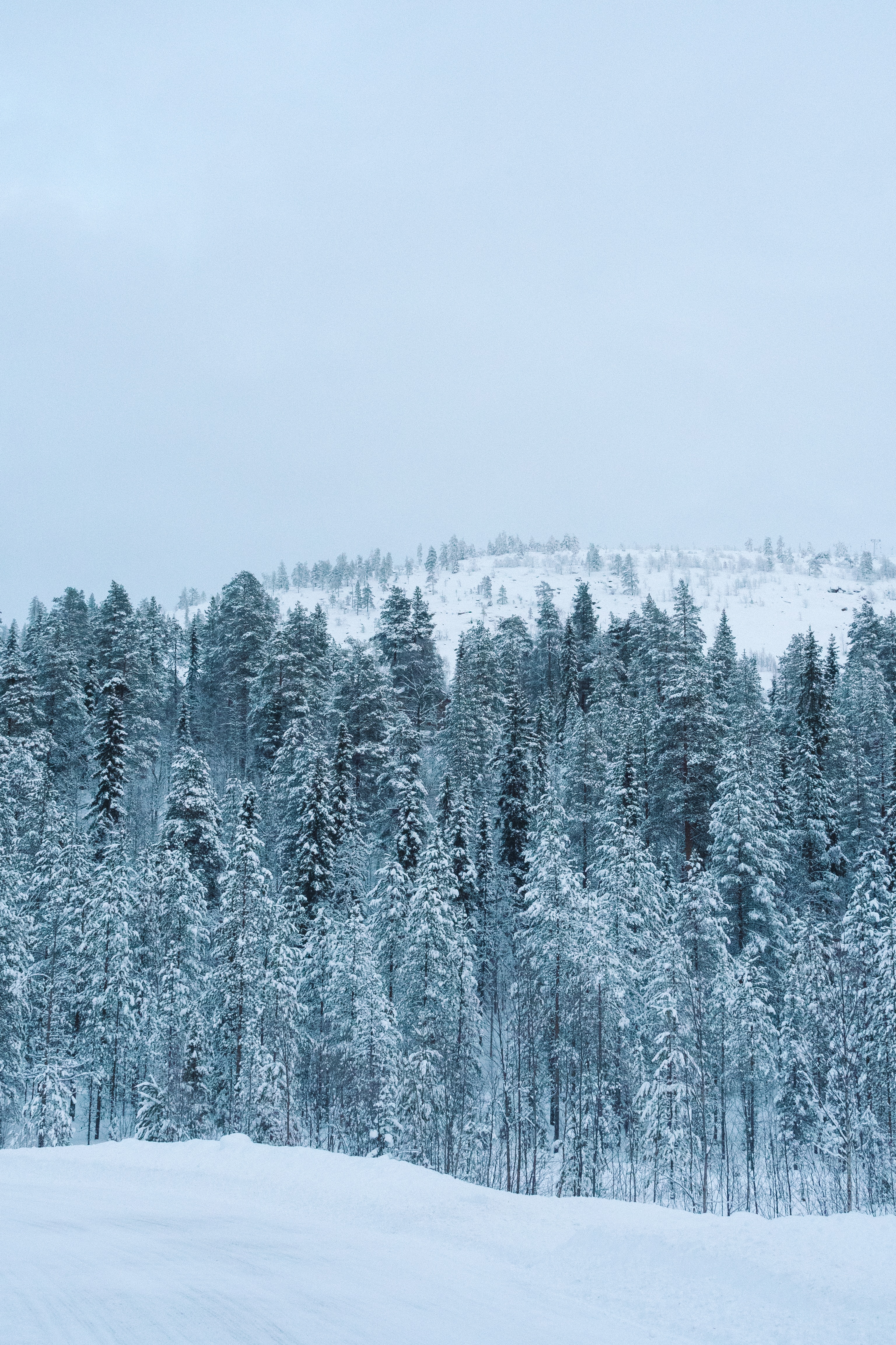 Handy-Wallpaper Natur, Wald, Schnee, Bäume, Winter kostenlos herunterladen.