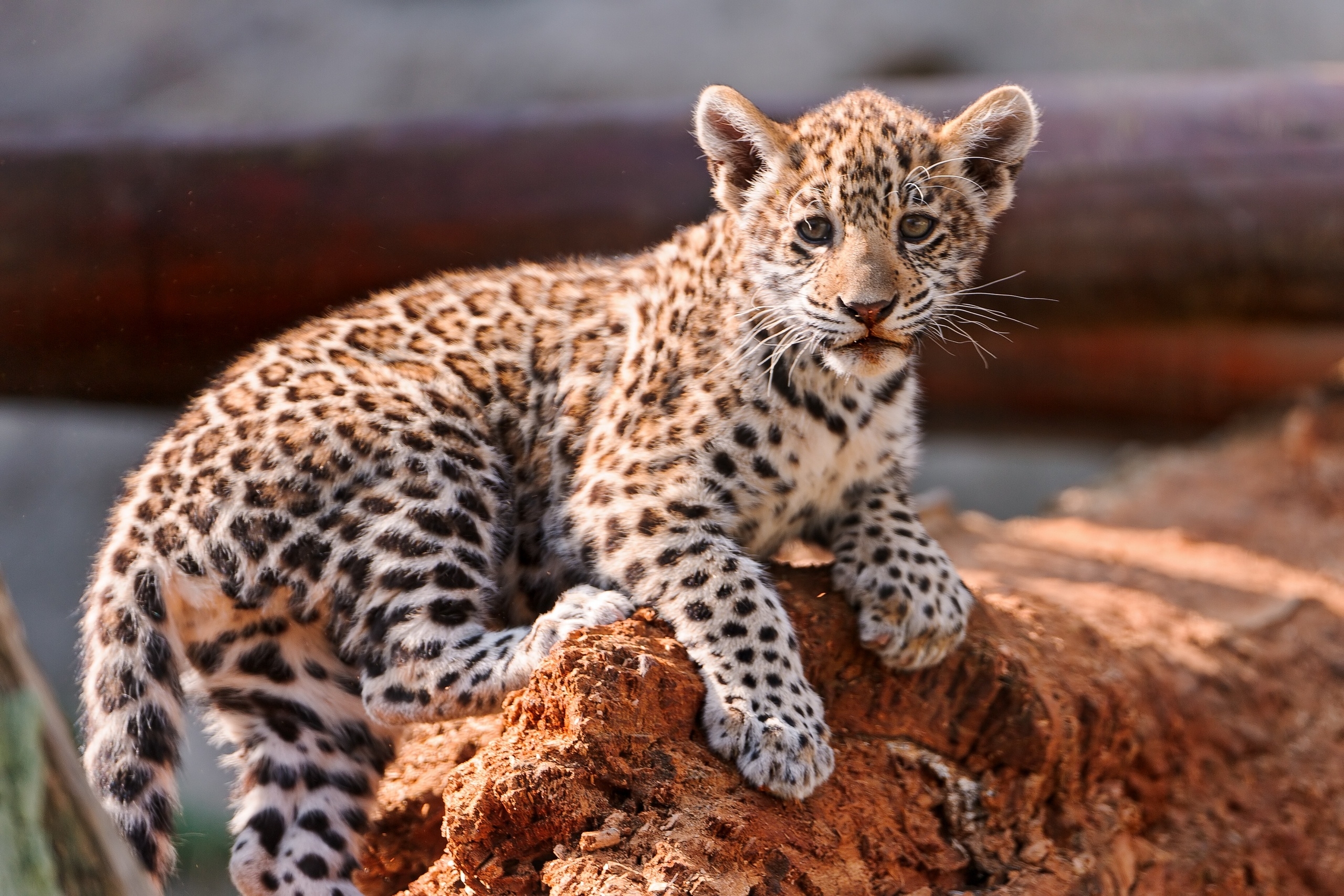 126336 скачать картинку животные, детёныш, котёнок, леопард, хищник - обои и заставки бесплатно
