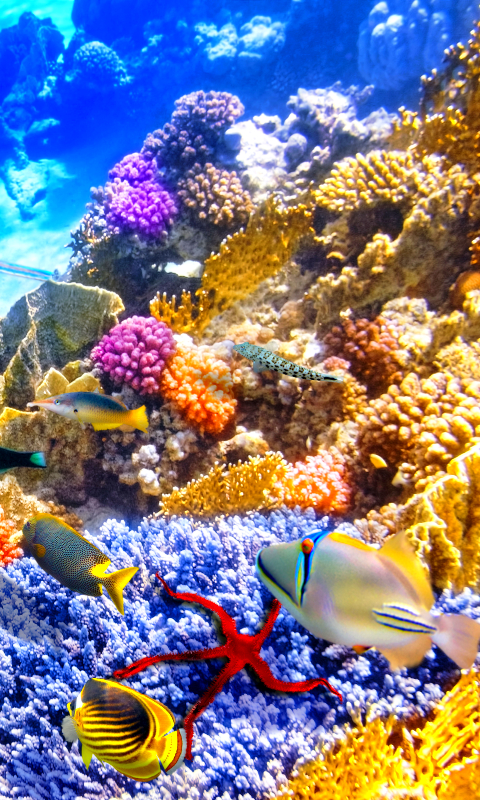 1163815 Hintergrundbild herunterladen tiere, fisch, stachelrochen, koralle, unterwasser, fische - Bildschirmschoner und Bilder kostenlos