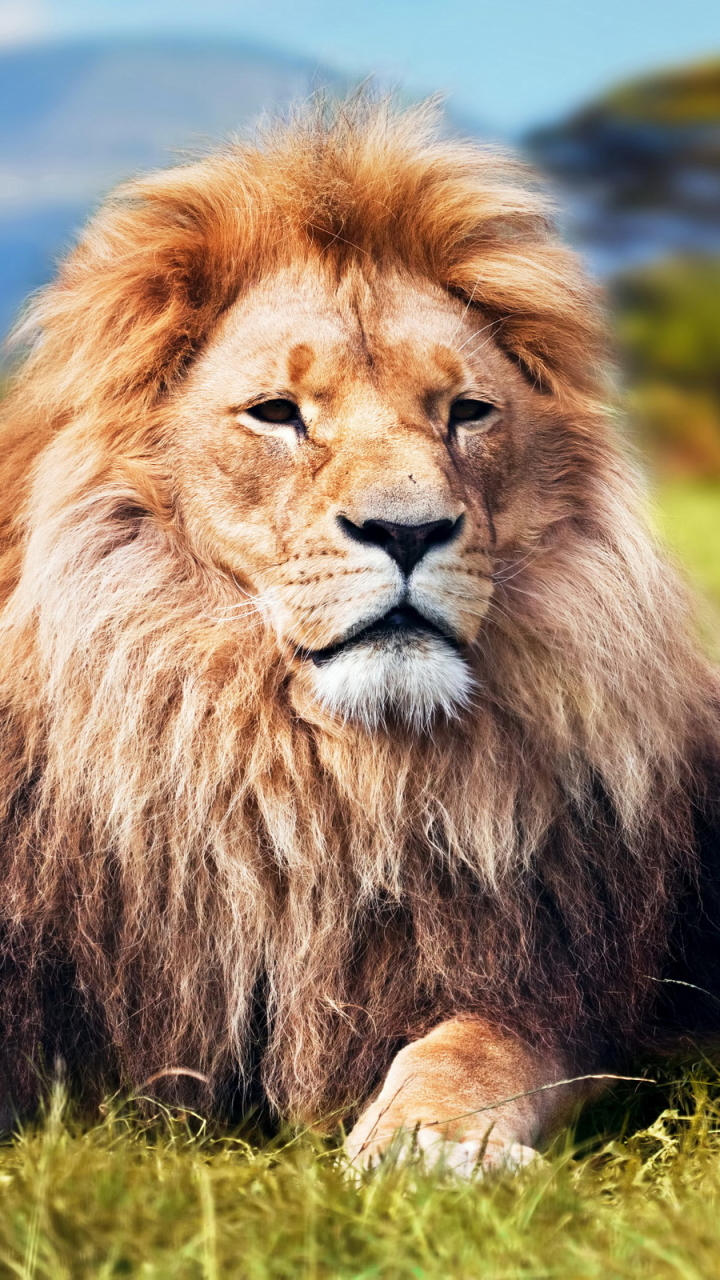 Download mobile wallpaper Cats, Lion, Animal for free.