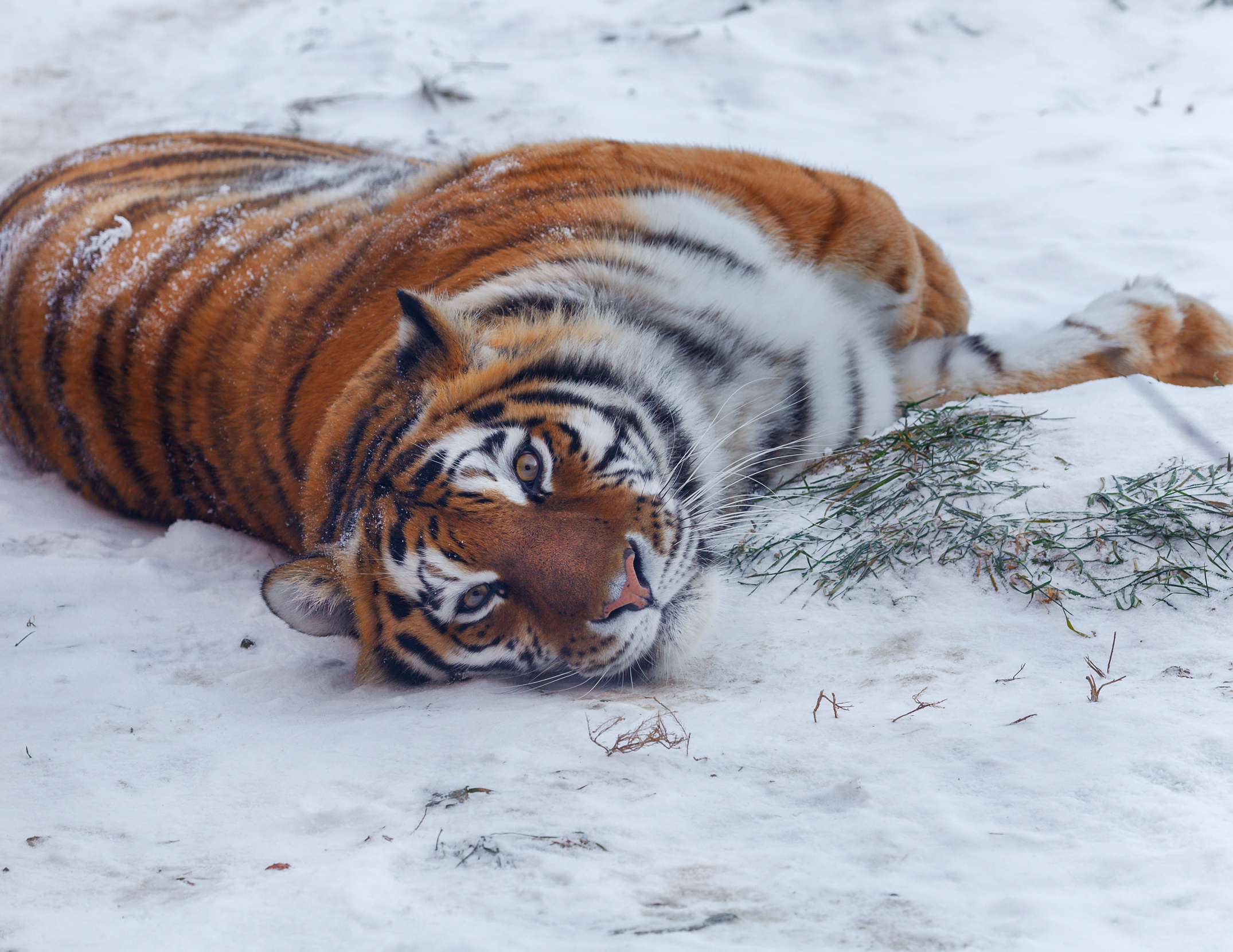 Descarga gratuita de fondo de pantalla para móvil de Gatos, Animales, Tigre.