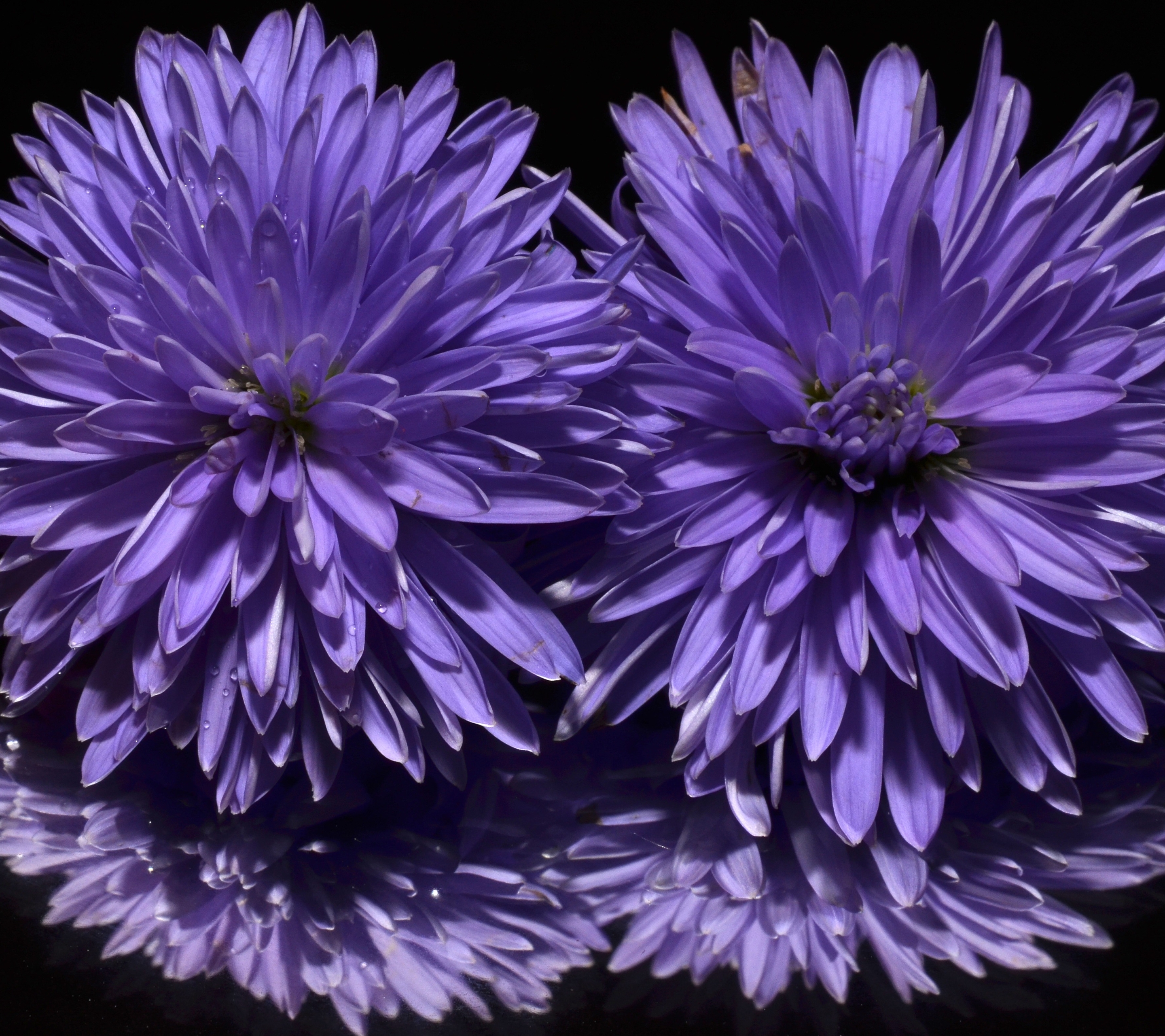 Laden Sie das Blumen, Blume, Gänseblümchen, Lila Blume, Erde/natur, Spiegelung, Betrachtung-Bild kostenlos auf Ihren PC-Desktop herunter