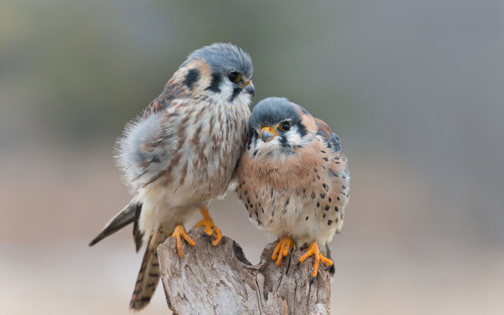 Téléchargez des papiers peints mobile Animaux, Oiseau, Des Oiseaux gratuitement.