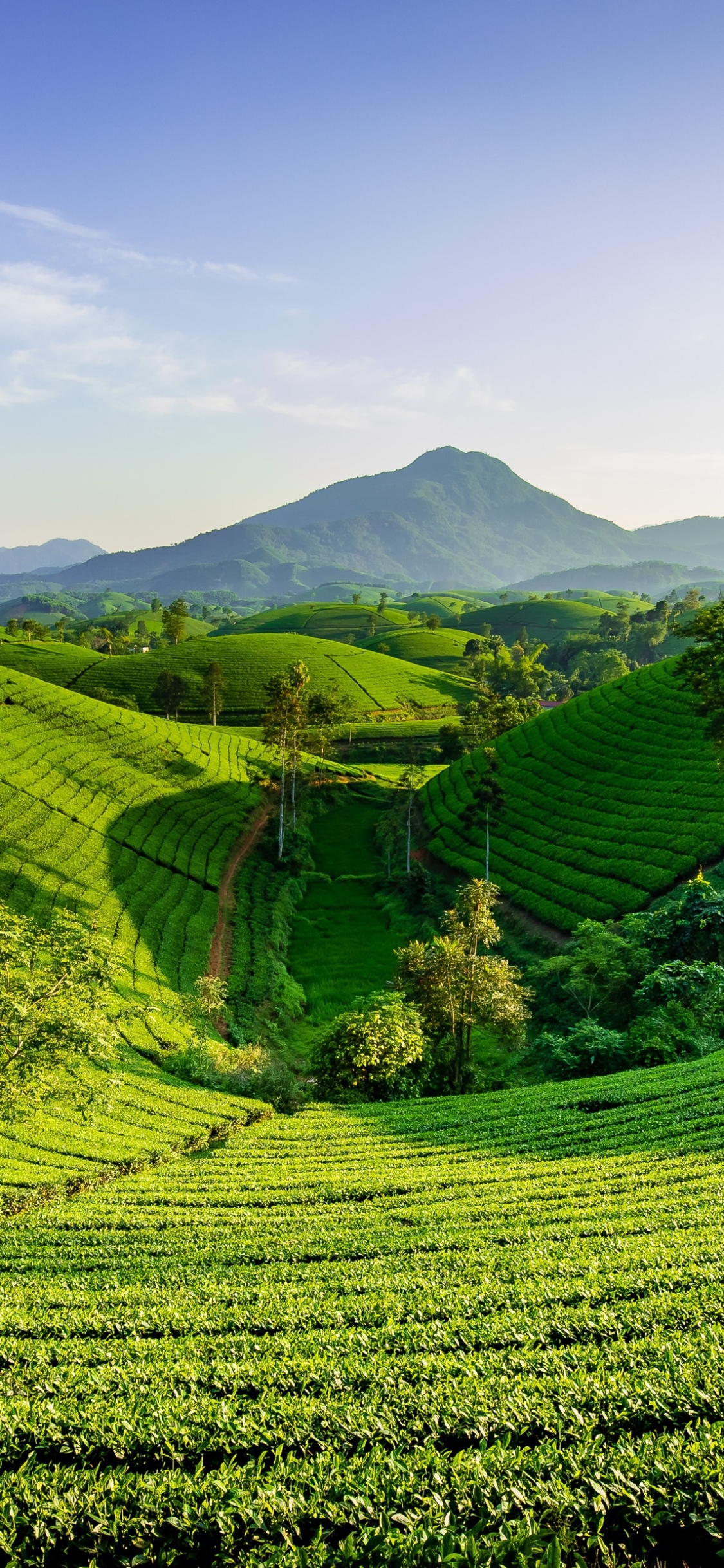 man made, tea plantation, greenery