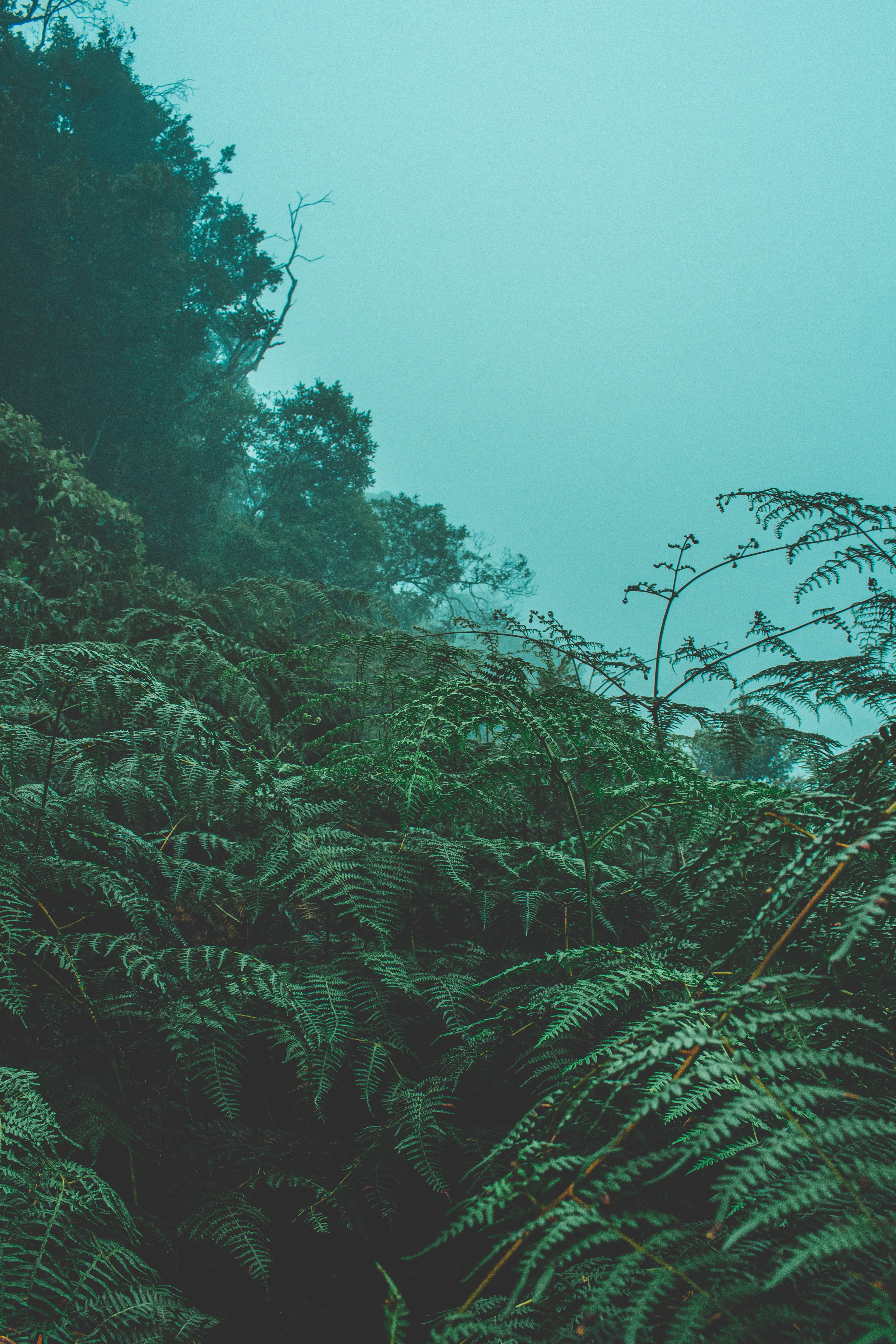 fern, green, plants, nature, leaves, fog for android