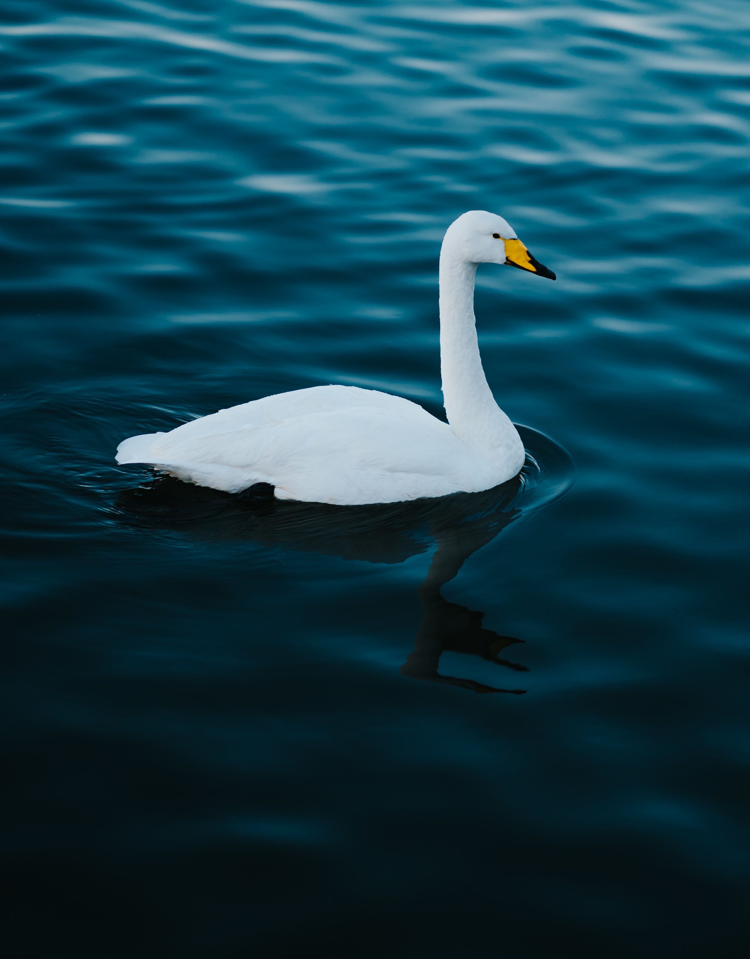 Free download wallpaper Water, Swan, Animals, Bird on your PC desktop