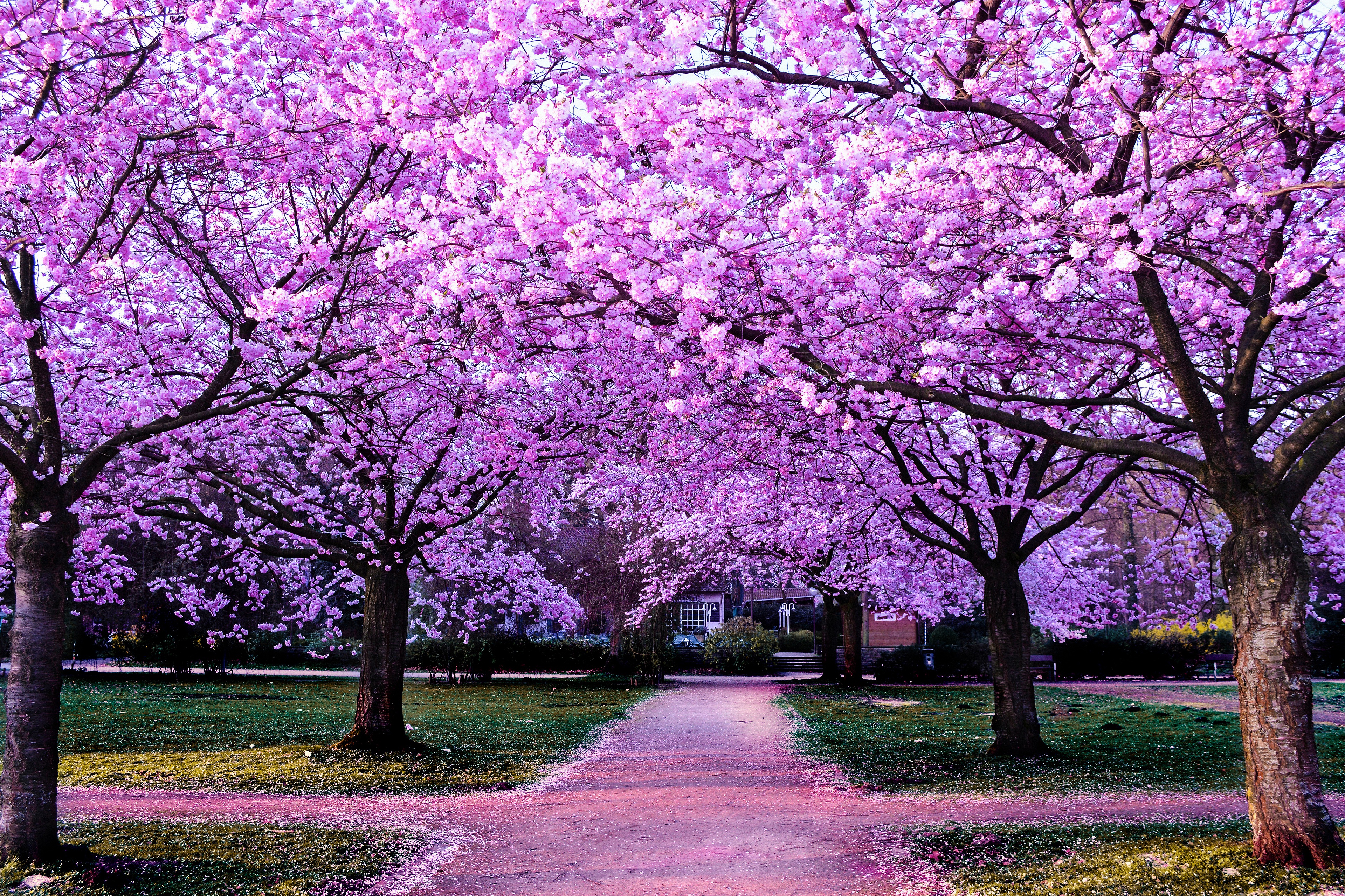 Laden Sie das Sakura, Park, Pfad, Frühling, Blüte, Fotografie-Bild kostenlos auf Ihren PC-Desktop herunter