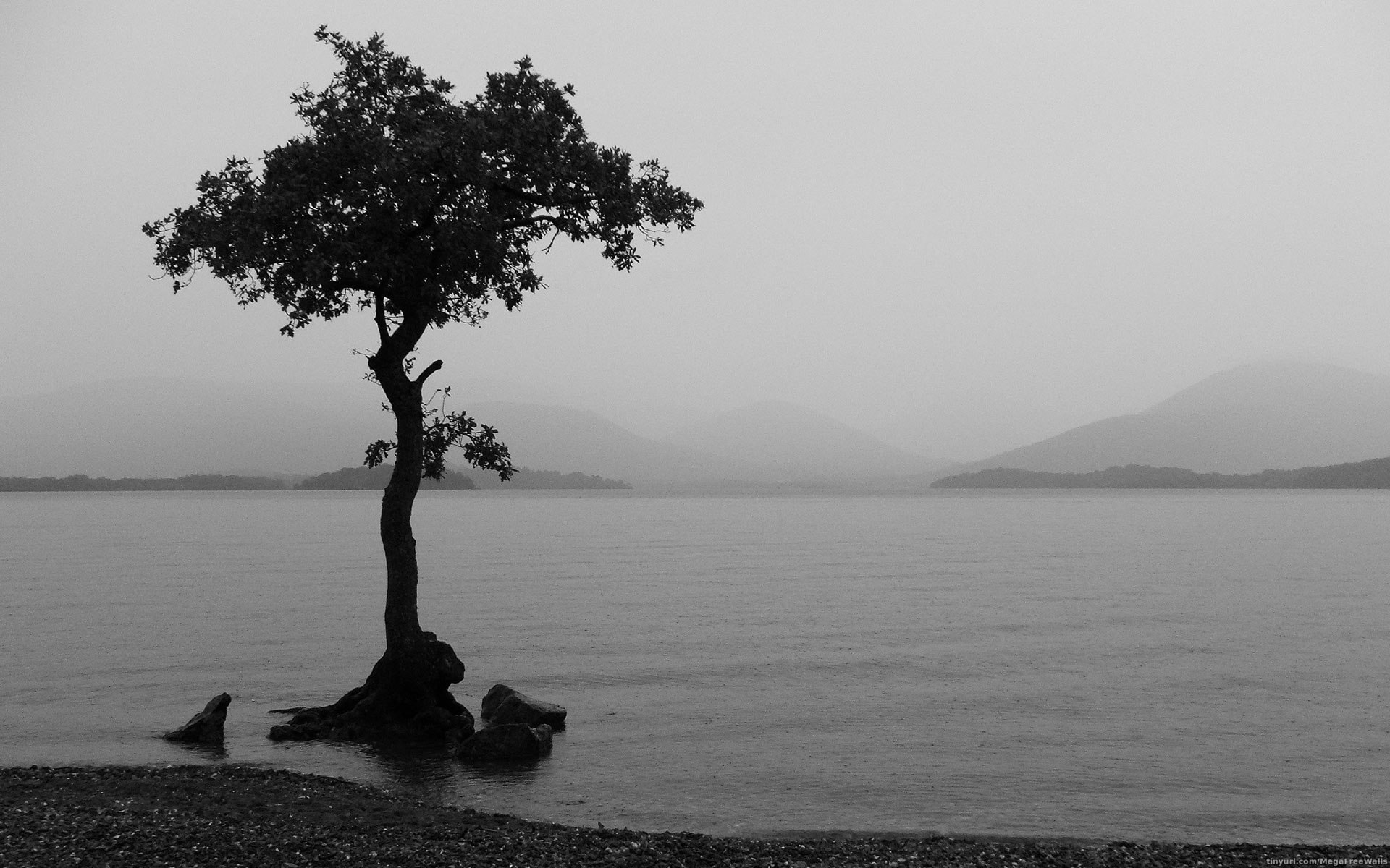 534640 descargar fondo de pantalla blanco y negro, fotografía, tierra, lago, árbol solitario, naturaleza, árbol: protectores de pantalla e imágenes gratis