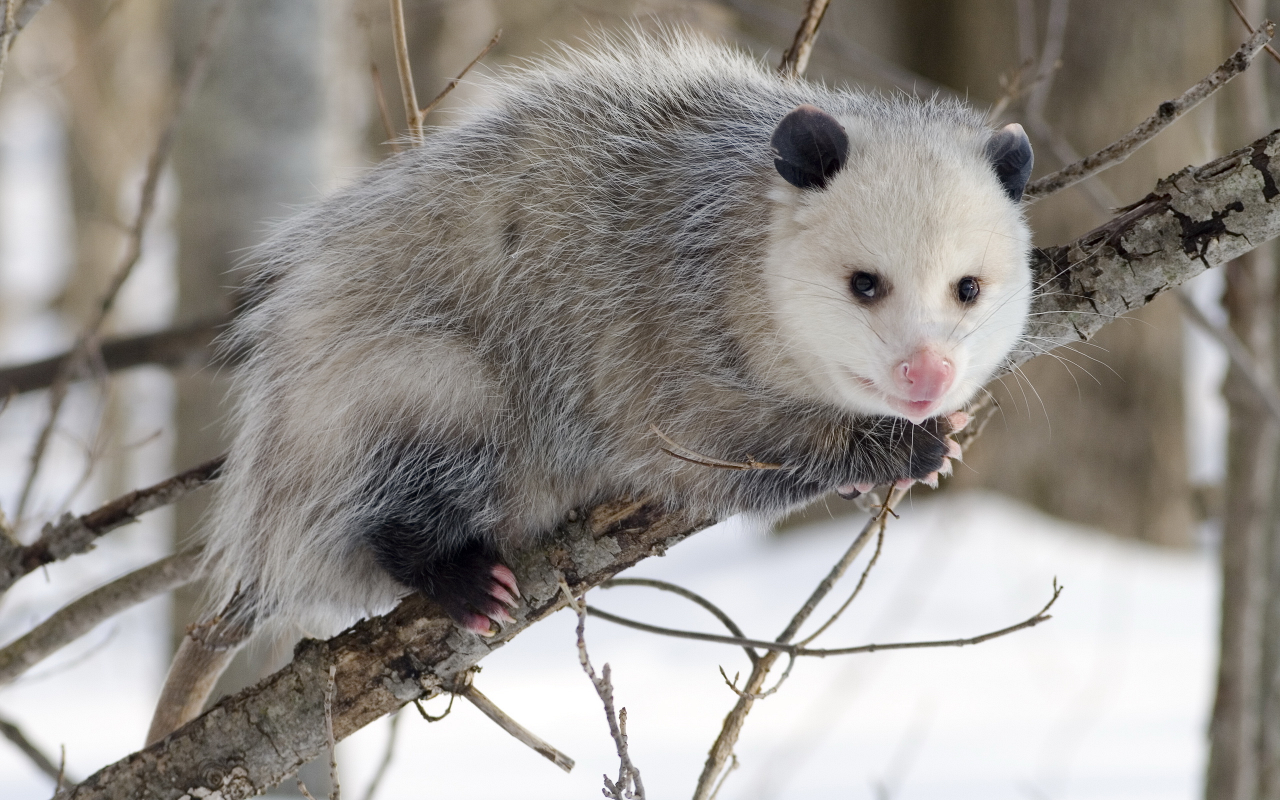 568886 télécharger le fond d'écran animaux, opossum - économiseurs d'écran et images gratuitement
