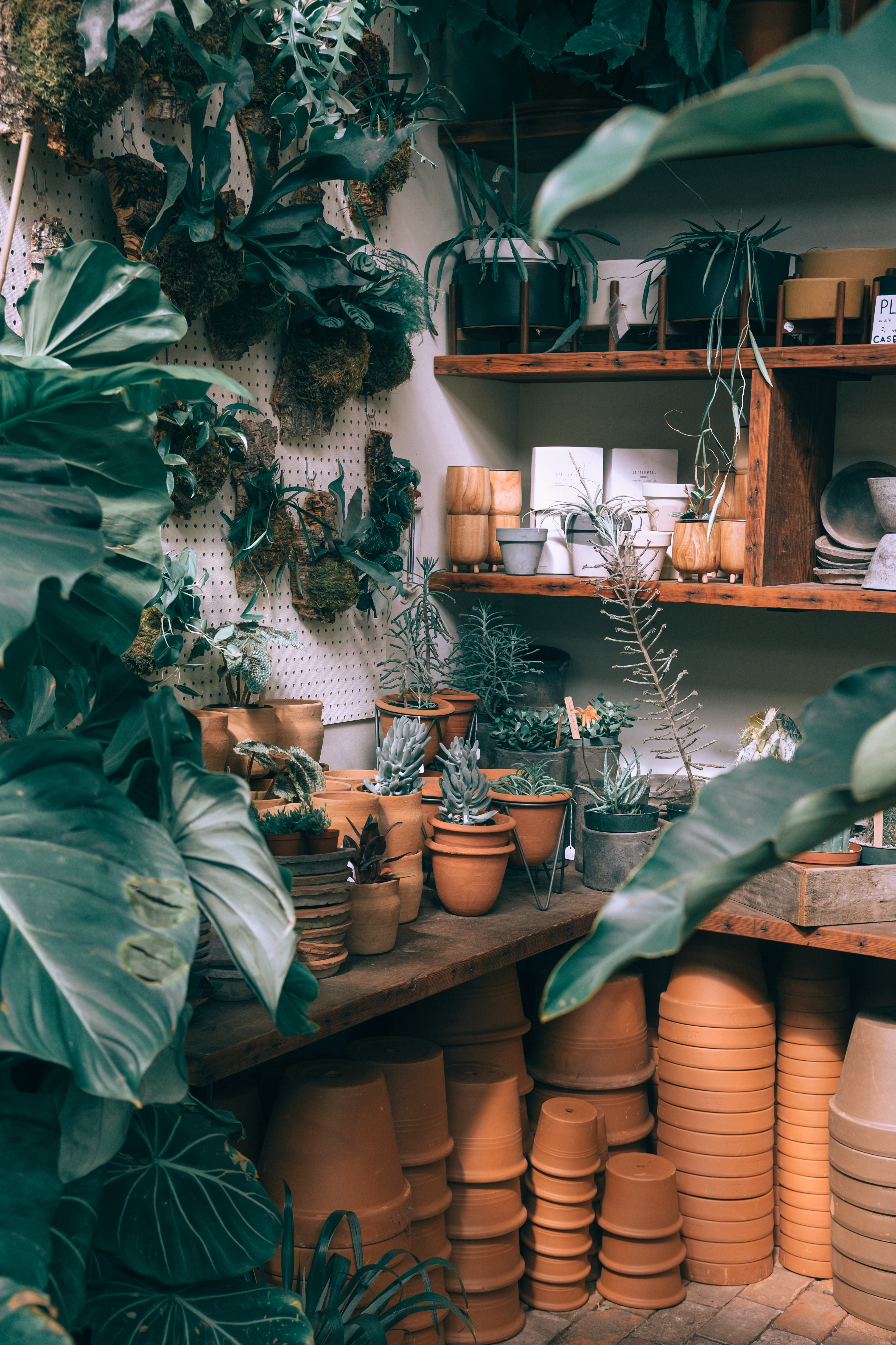 plants, shelves, ceramics, miscellanea, miscellaneous, pots, houseplants, growing