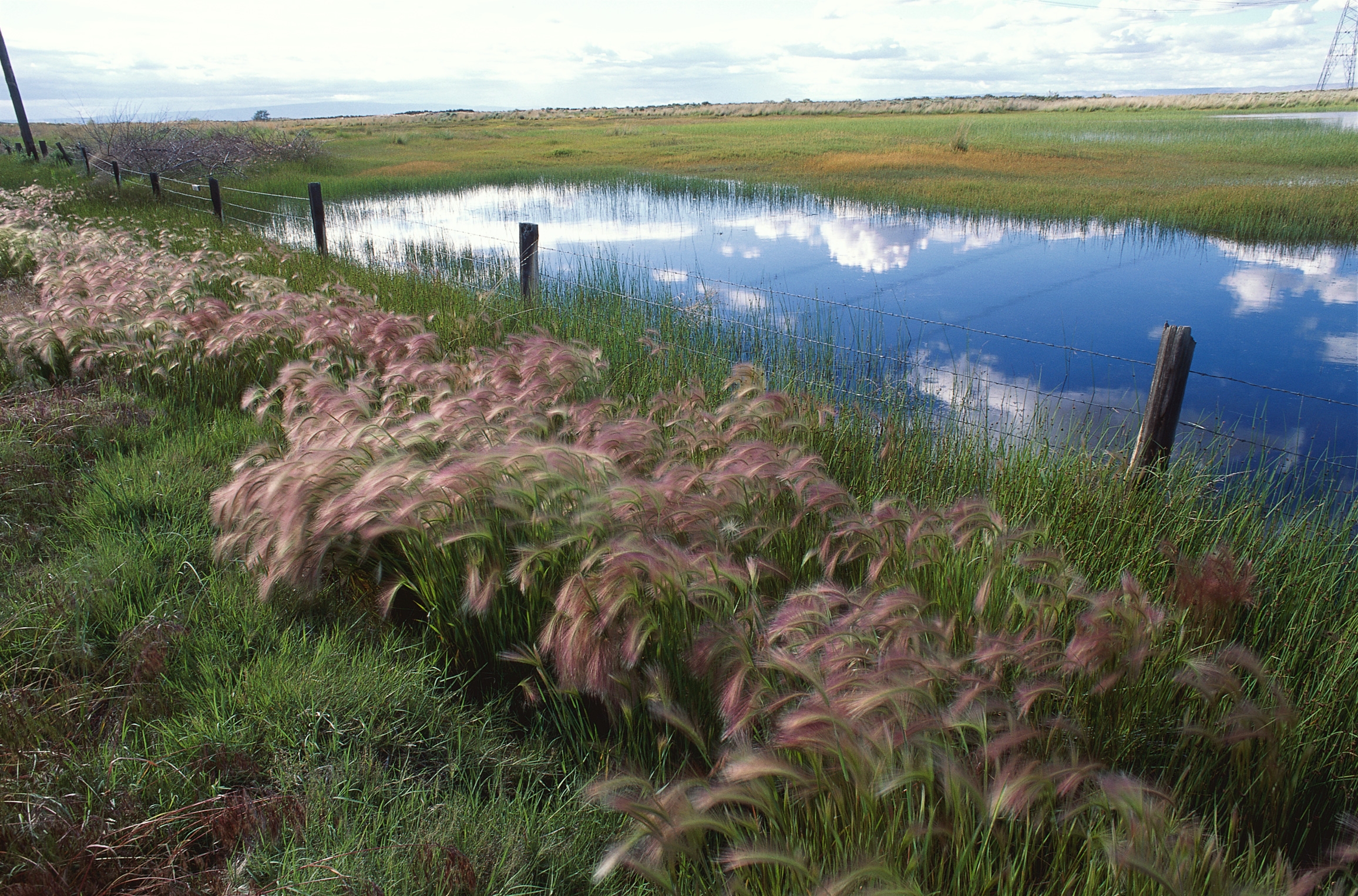 nature, grass, sky, lake, reflection, fencing, enclosure
