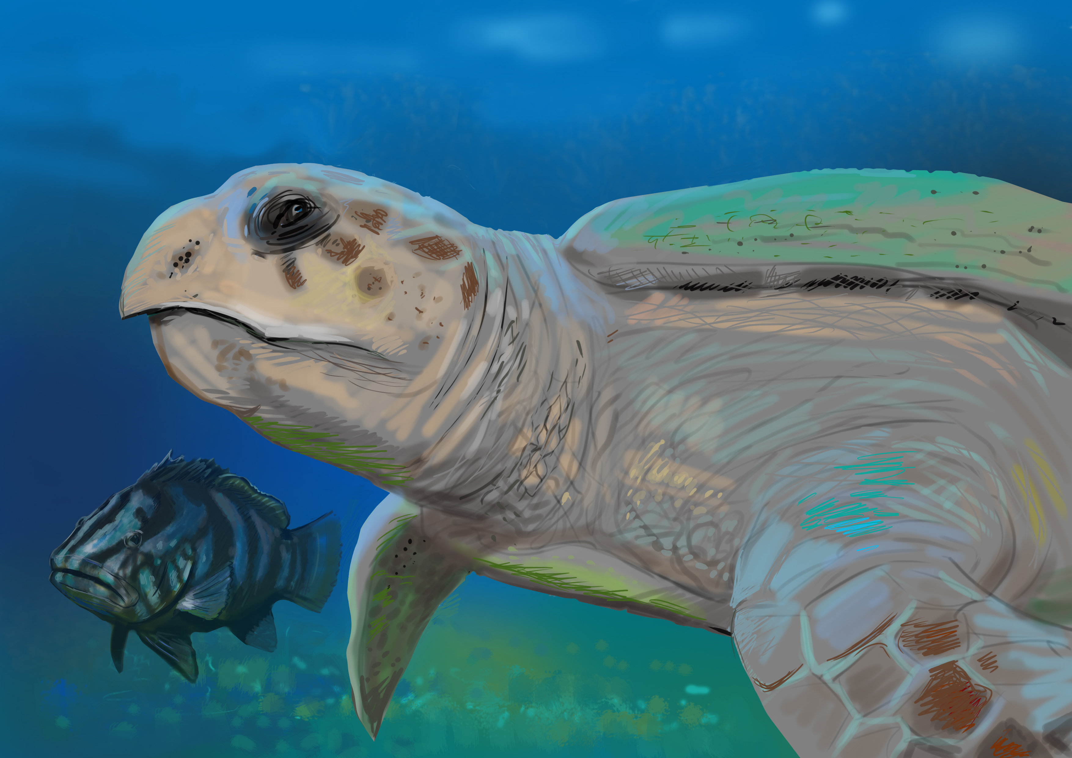 Download mobile wallpaper Turtles, Animal, Fish, Underwater, Turtle for free.
