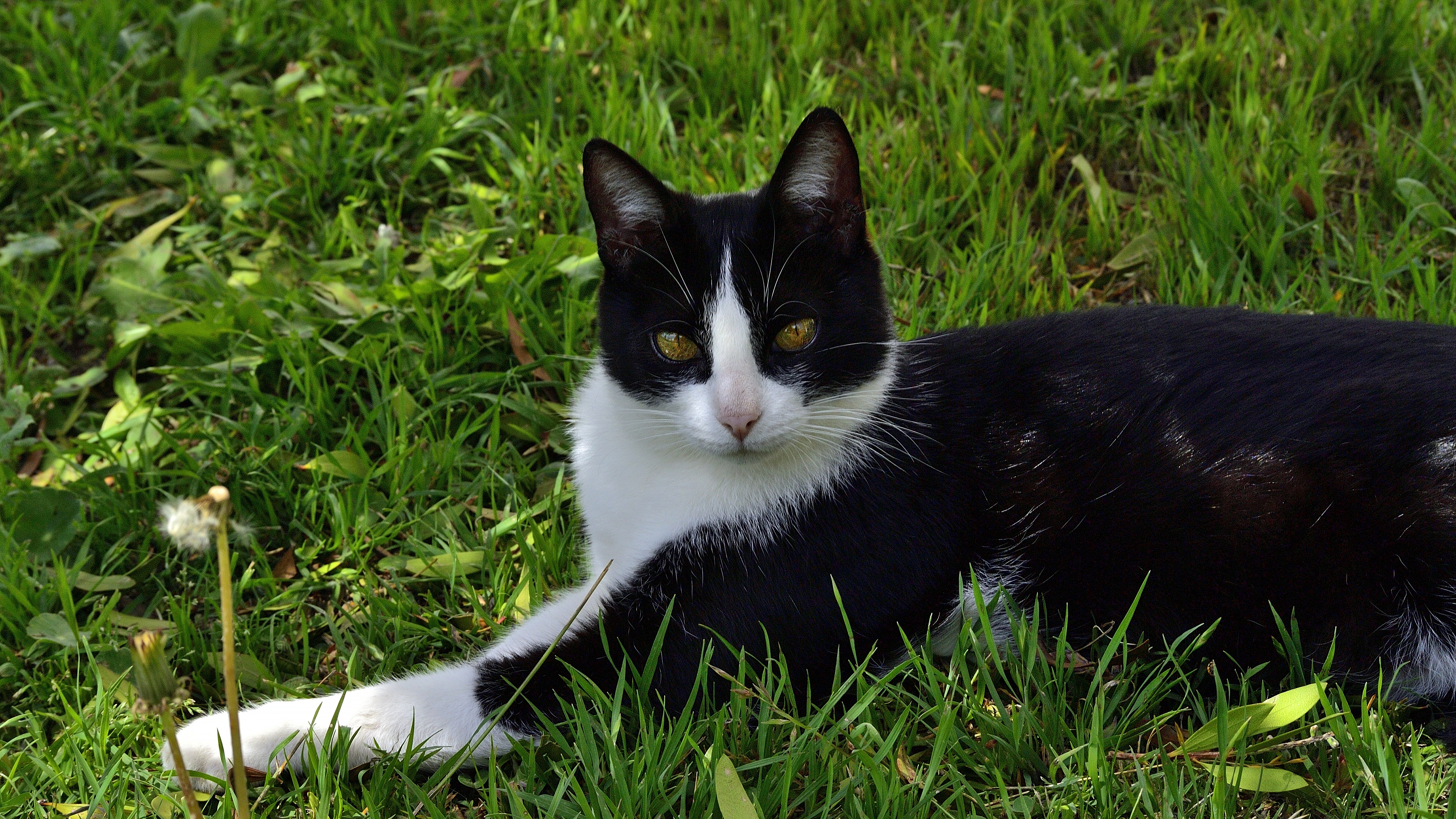 Baixar papel de parede para celular de Animais, Gatos, Gato gratuito.