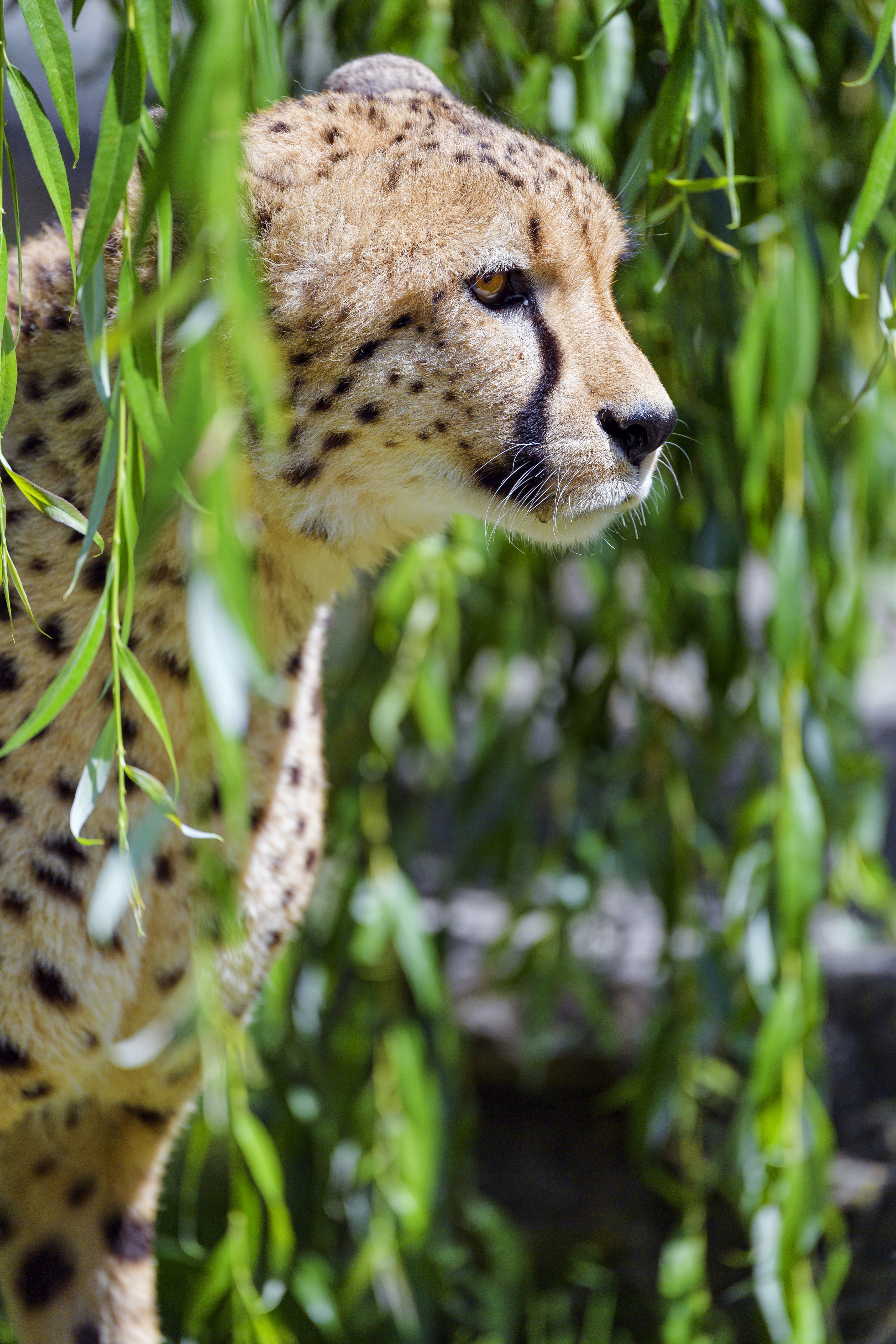 Download mobile wallpaper Animals, Sight, Opinion, Profile, Big Cat, Cheetah for free.