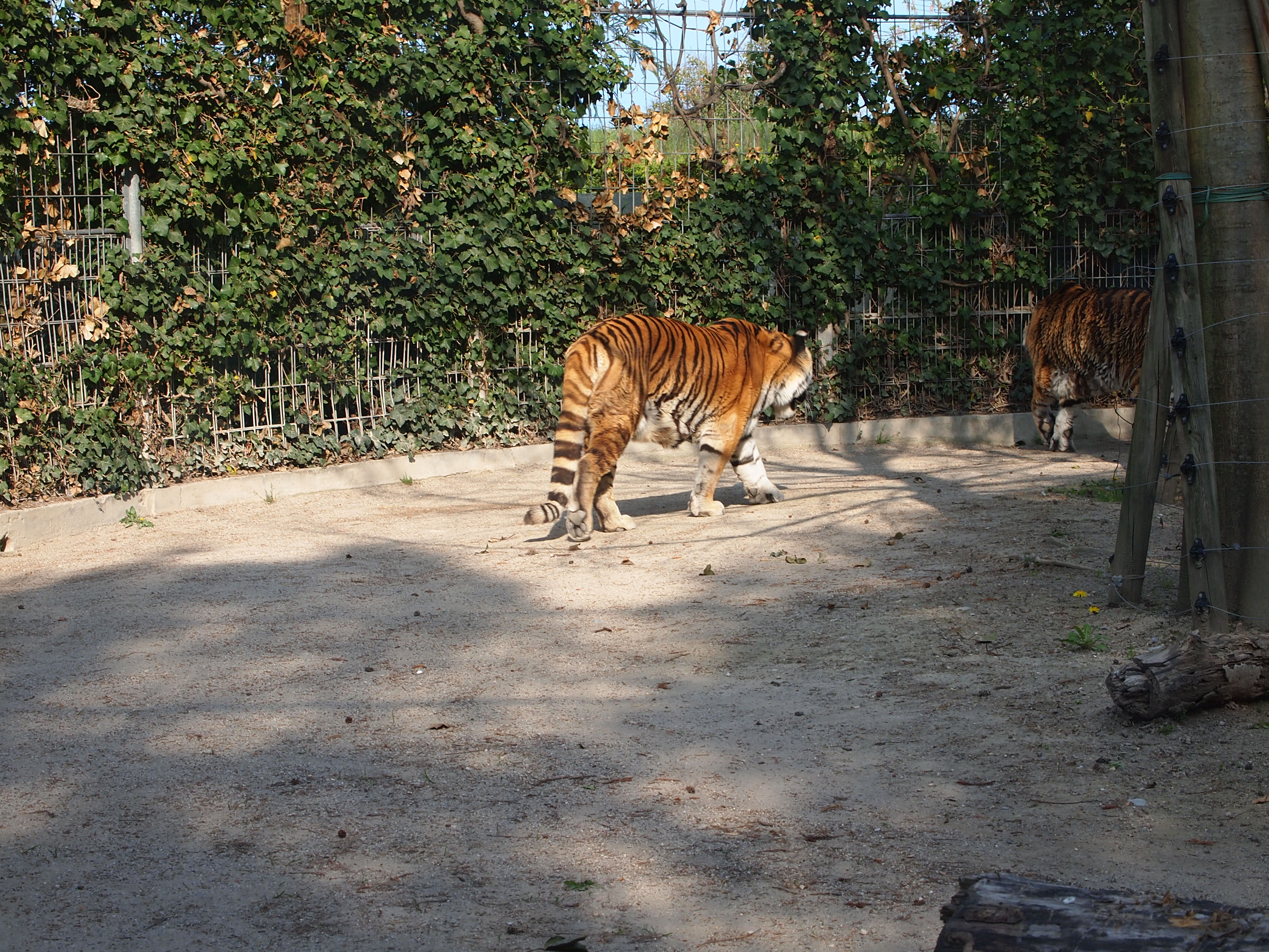 Handy-Wallpaper Katzen, Tiere, Tiger kostenlos herunterladen.