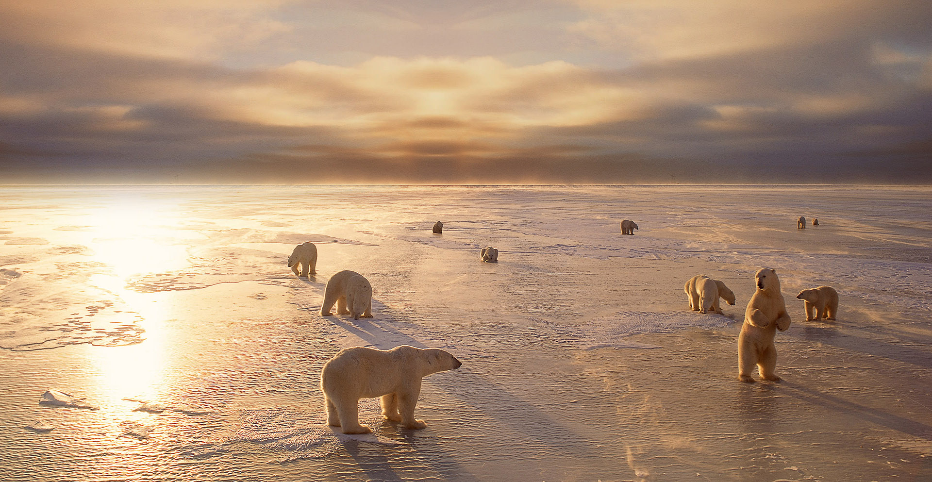 166980 descargar imagen animales, oso polar, osos: fondos de pantalla y protectores de pantalla gratis