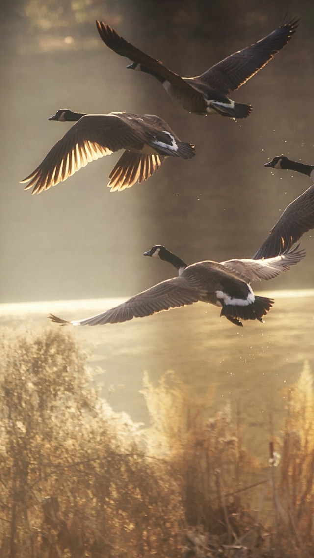 Download mobile wallpaper Birds, Fall, Flight, Animal, Goose for free.