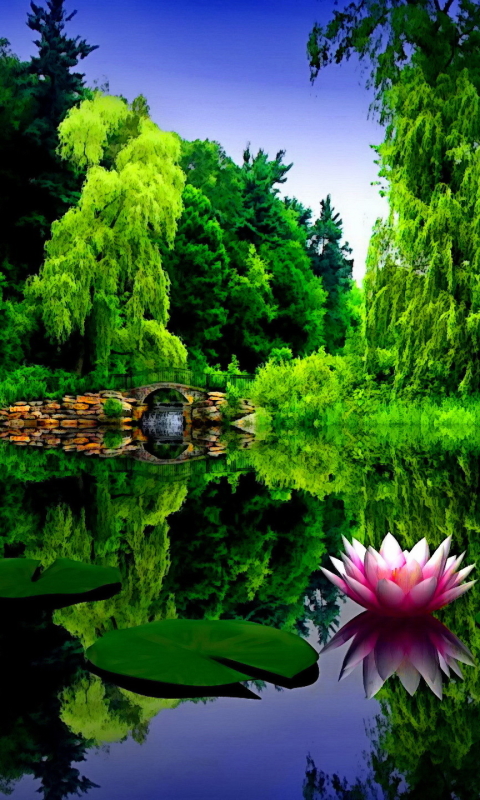 Download mobile wallpaper Lotus, Reflection, Park, Tree, Bridge, Pond, Spring, Water Lily, Photography, Lily Pad for free.