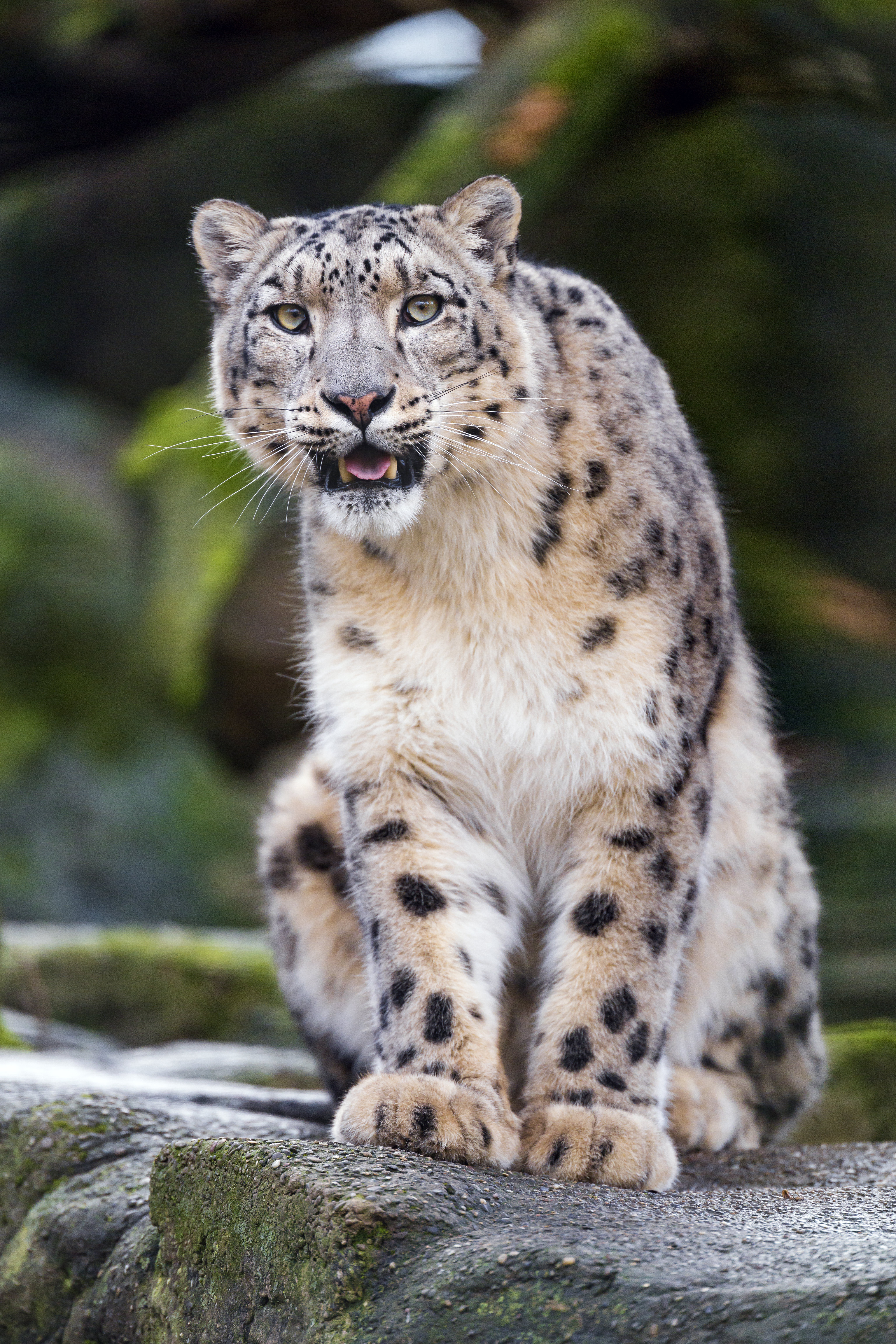 144222 télécharger l'image animaux, snow leopard, prédateur, gros chat, fauve, pierre, crocs, un rocher - fonds d'écran et économiseurs d'écran gratuits