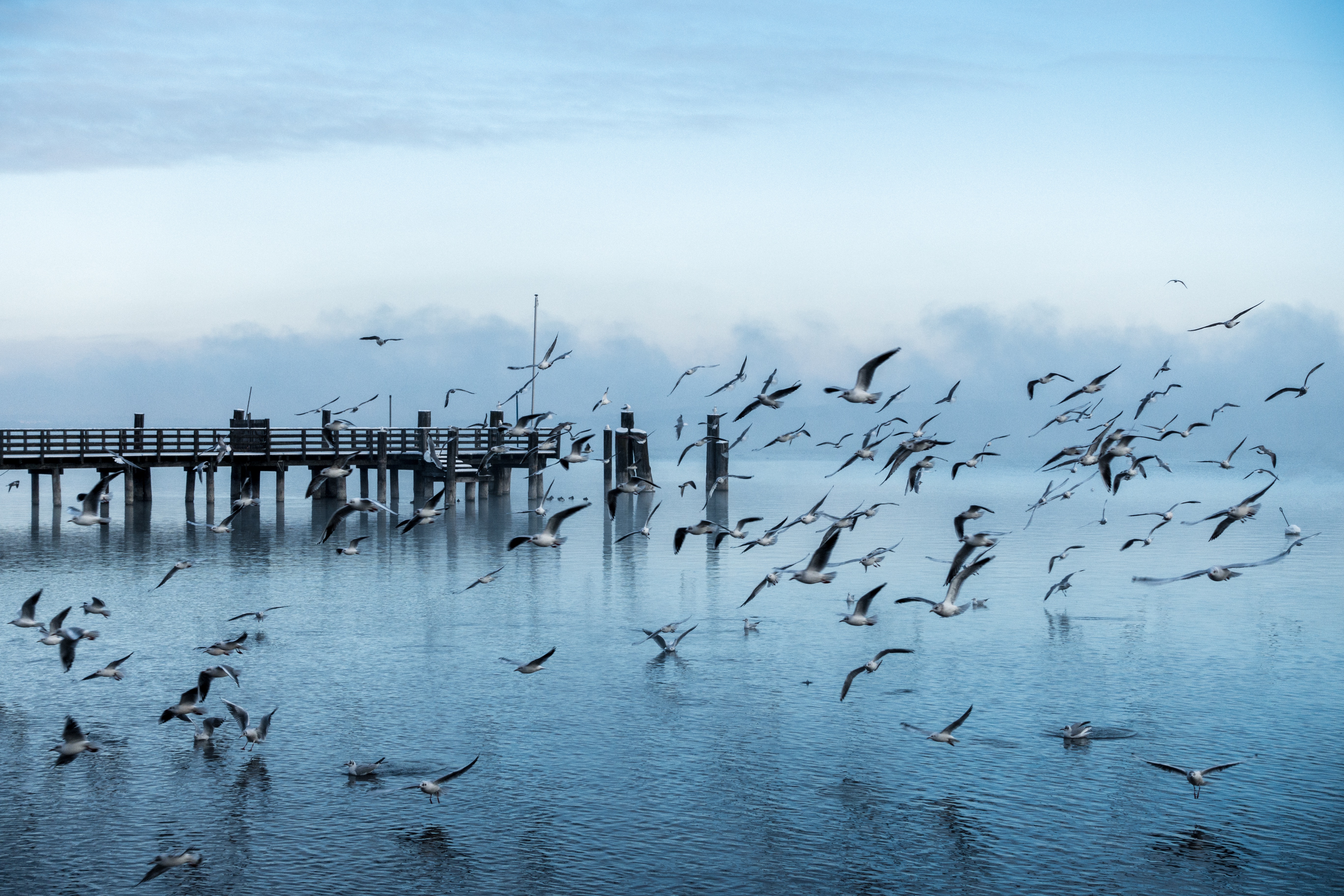132173 Hintergrundbild herunterladen natur, sea, seagulls, seebrücke, pier, flug - Bildschirmschoner und Bilder kostenlos