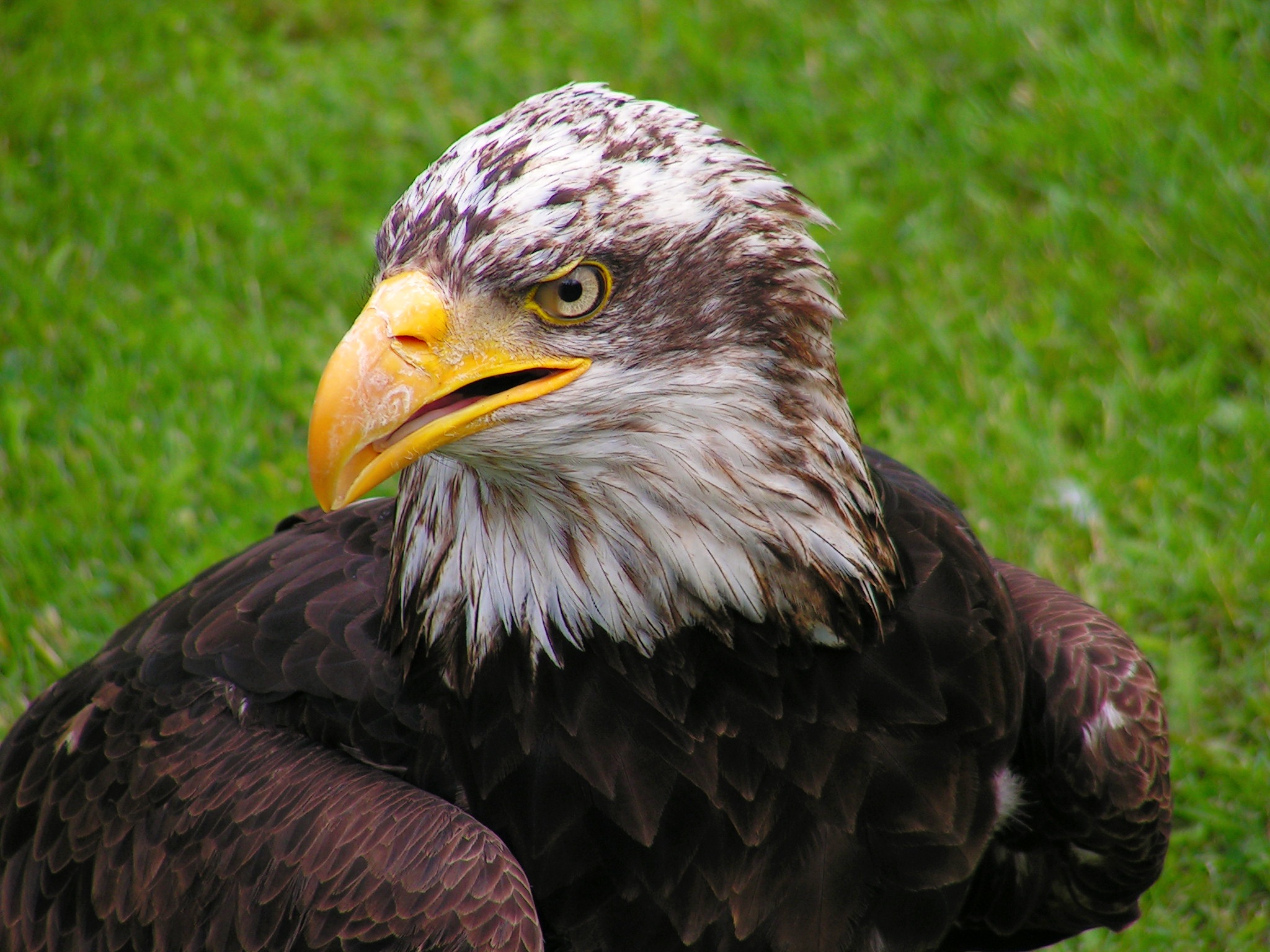 Descarga gratuita de fondo de pantalla para móvil de Águila Cabeciblanca, Animales, Depredador, Águila Calva, Pájaro, Águila.