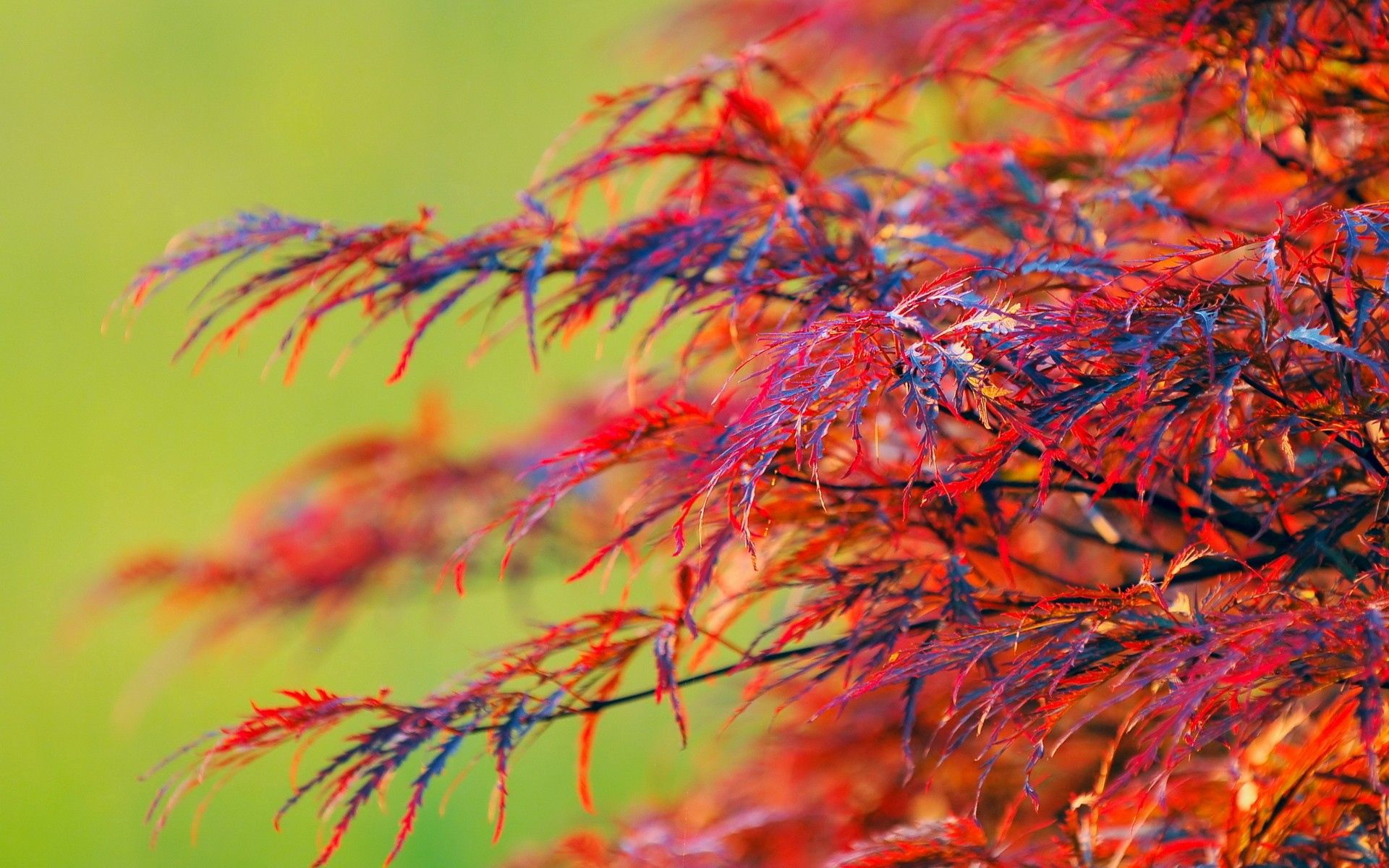 Free download wallpaper Plant, Macro, Bright, Wood, Tree, Colourful, Colorful on your PC desktop