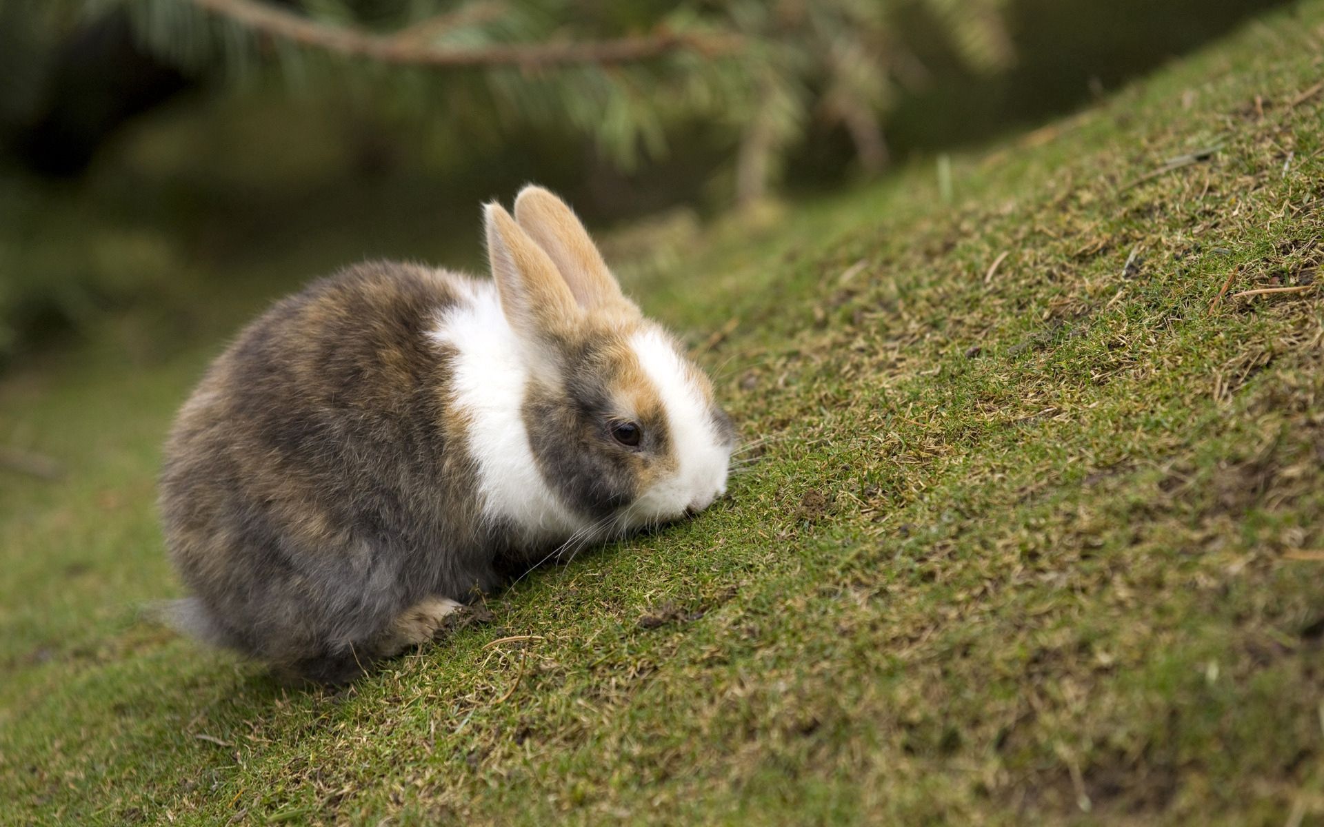 124579 скачать картинку кролик, животные, трава, животное, уши, кушать - обои и заставки бесплатно