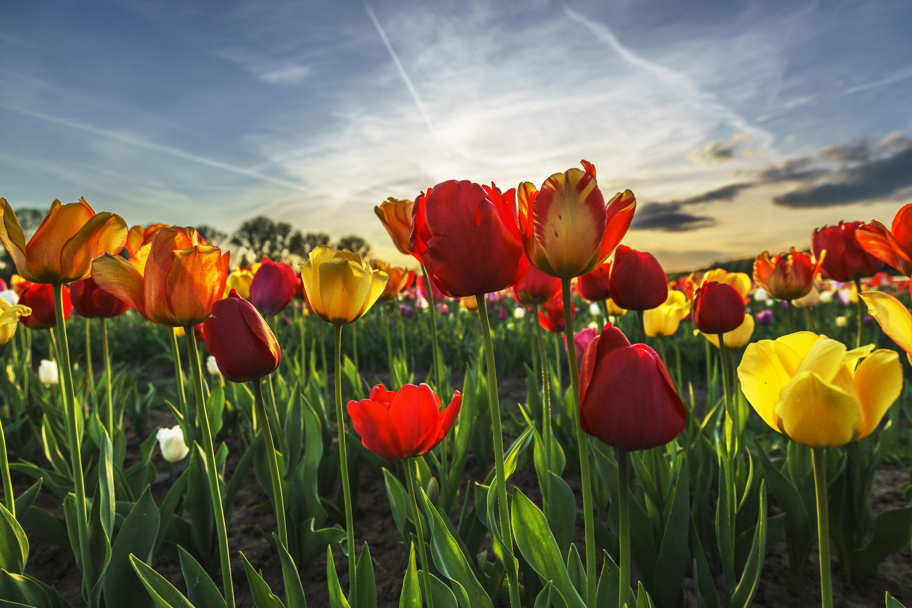 Free download wallpaper Flowers, Flower, Earth, Field, Colorful, Tulip on your PC desktop