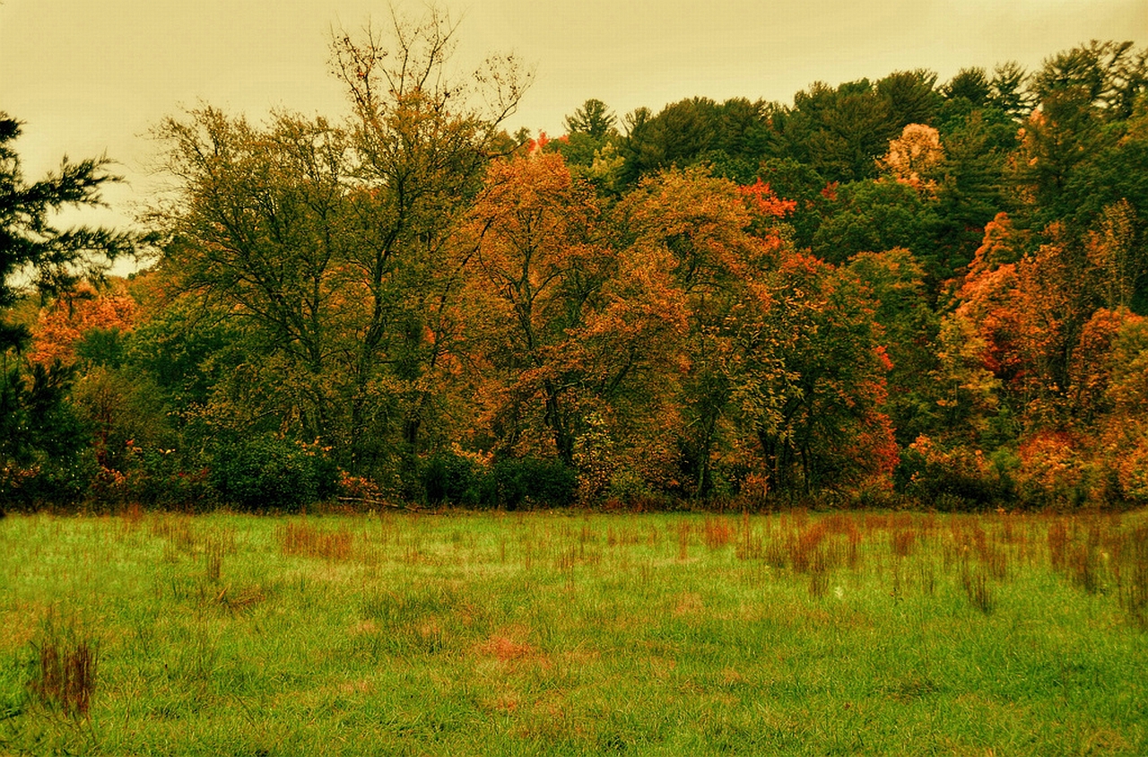 Handy-Wallpaper Wald, Erde/natur kostenlos herunterladen.