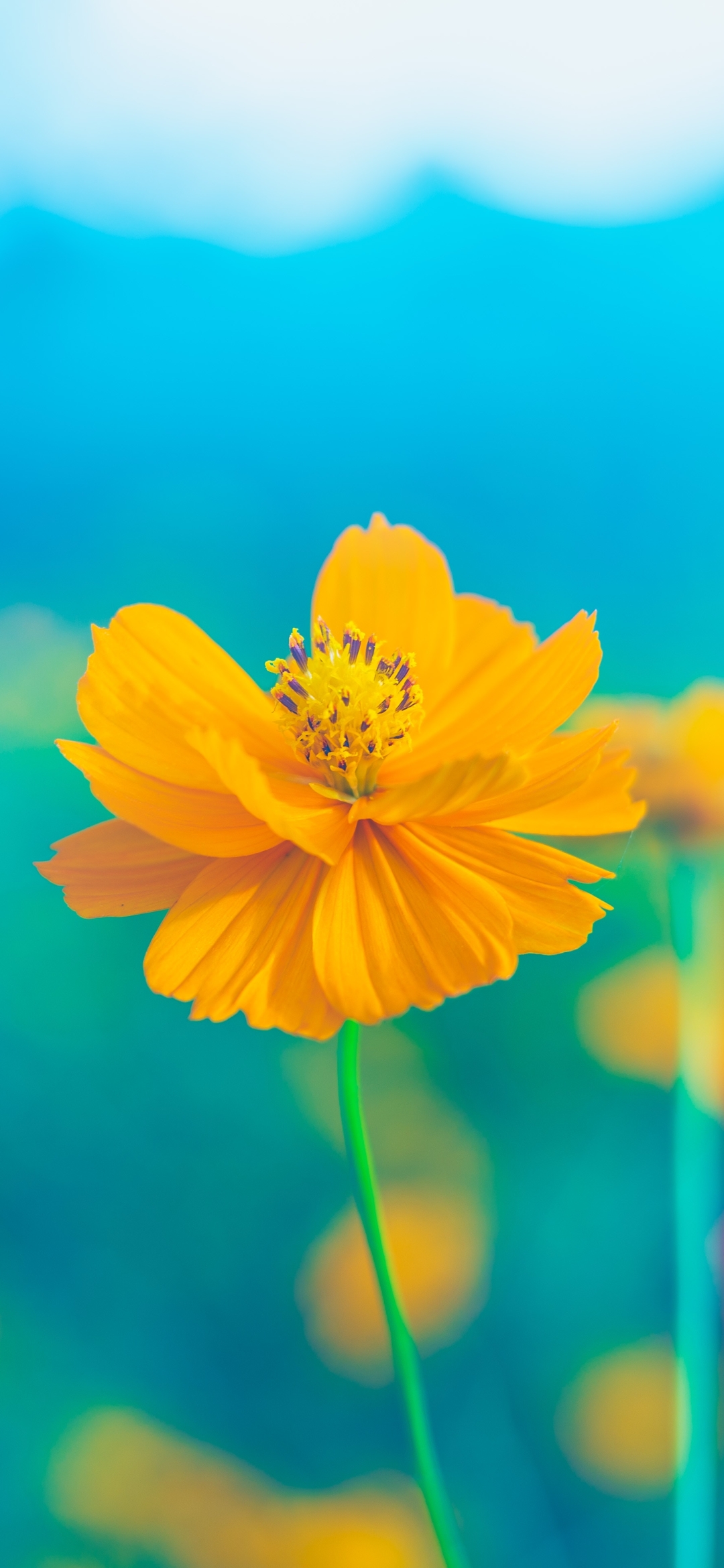 Descarga gratuita de fondo de pantalla para móvil de Naturaleza, Flores, Flor, De Cerca, Flor Amarilla, Tierra/naturaleza.