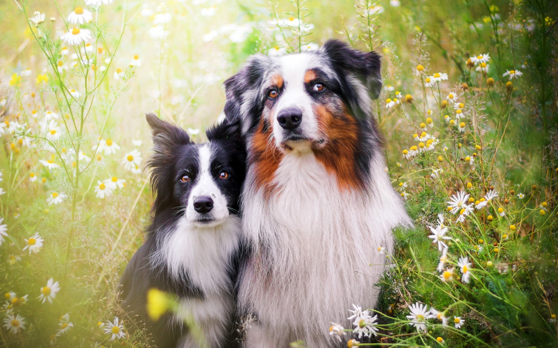 Download mobile wallpaper Flower, Dog, Animal, Australian Shepherd, Border Collie for free.