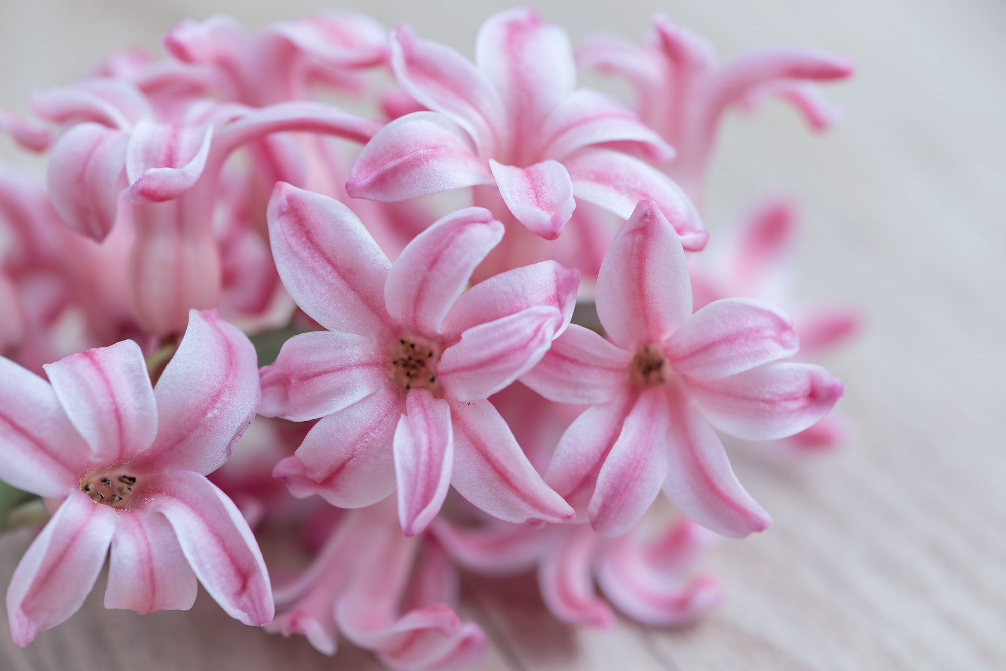 Téléchargez gratuitement l'image Hyacinth, Rayé, Fleurs, Bouquet sur le bureau de votre PC