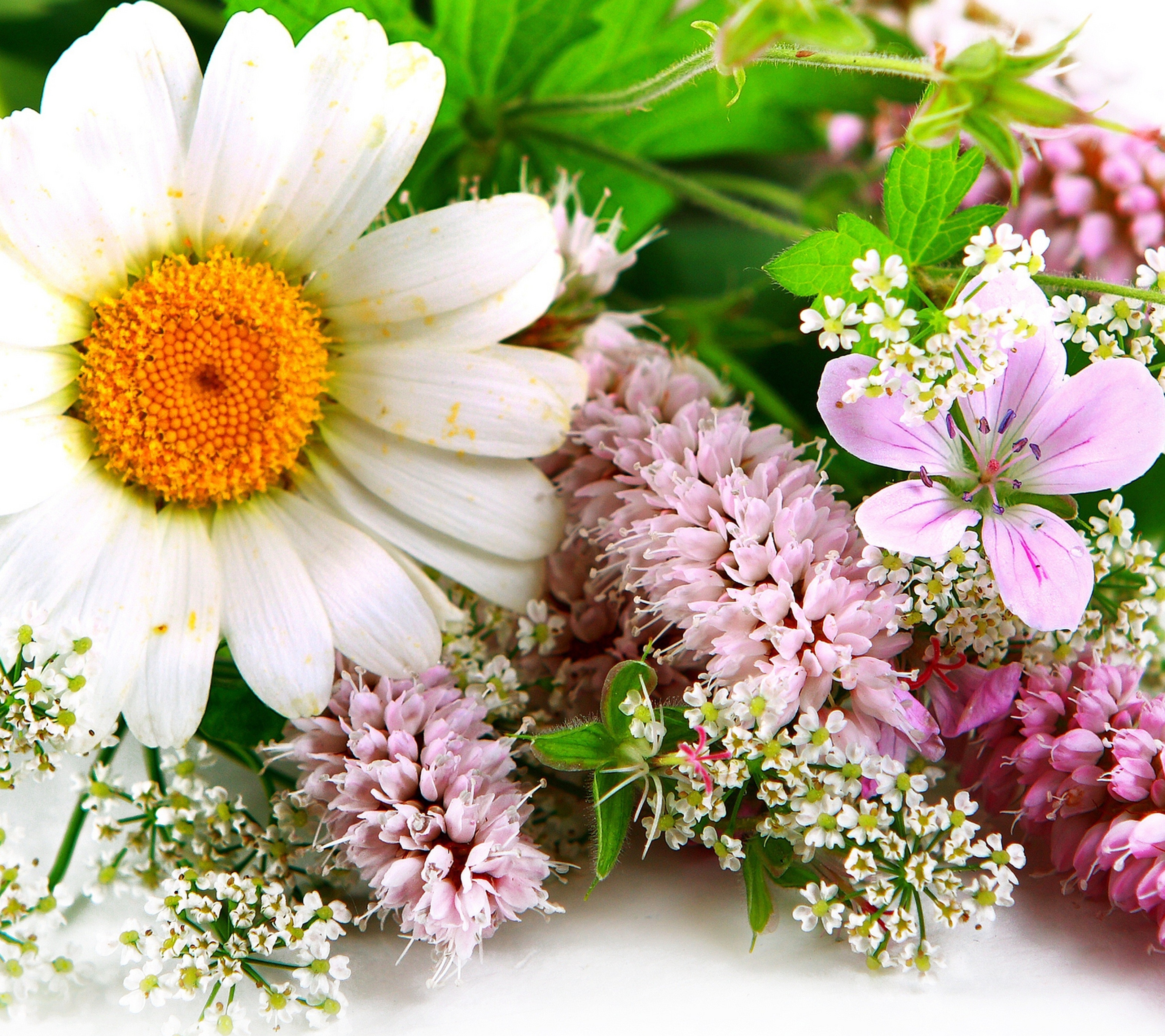 Laden Sie das Blumen, Gerbera, Blume, Erde, Nahansicht, Frühling, Weiße Blume, Erde/natur, Pinke Blume-Bild kostenlos auf Ihren PC-Desktop herunter