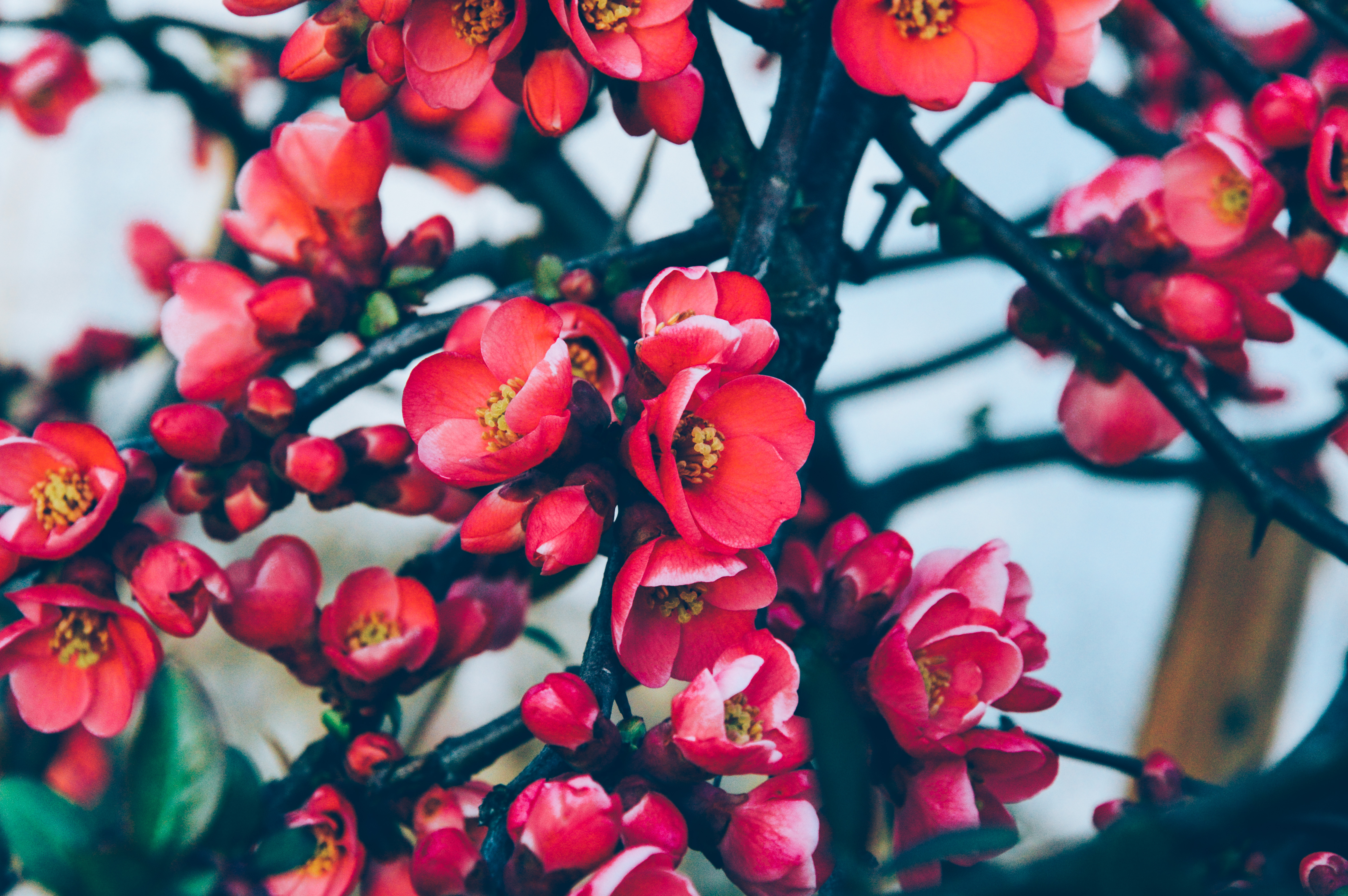 Скачати мобільні шпалери Природа, Квітка, Цвітіння, Земля, Весна, Впритул, Рожева Квітка, Флауерзи безкоштовно.