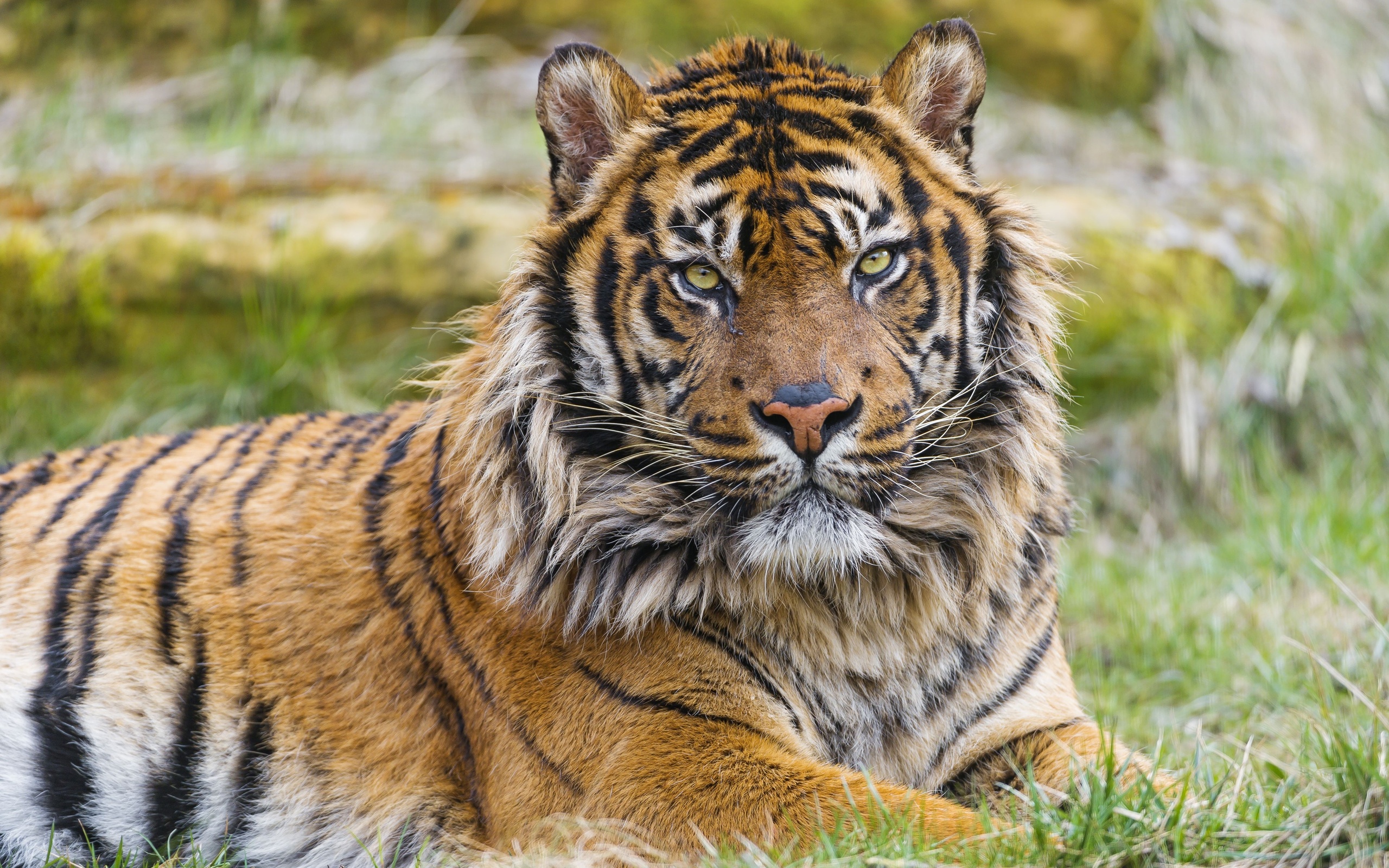 Téléchargez des papiers peints mobile Animaux, Chats, Tigre gratuitement.