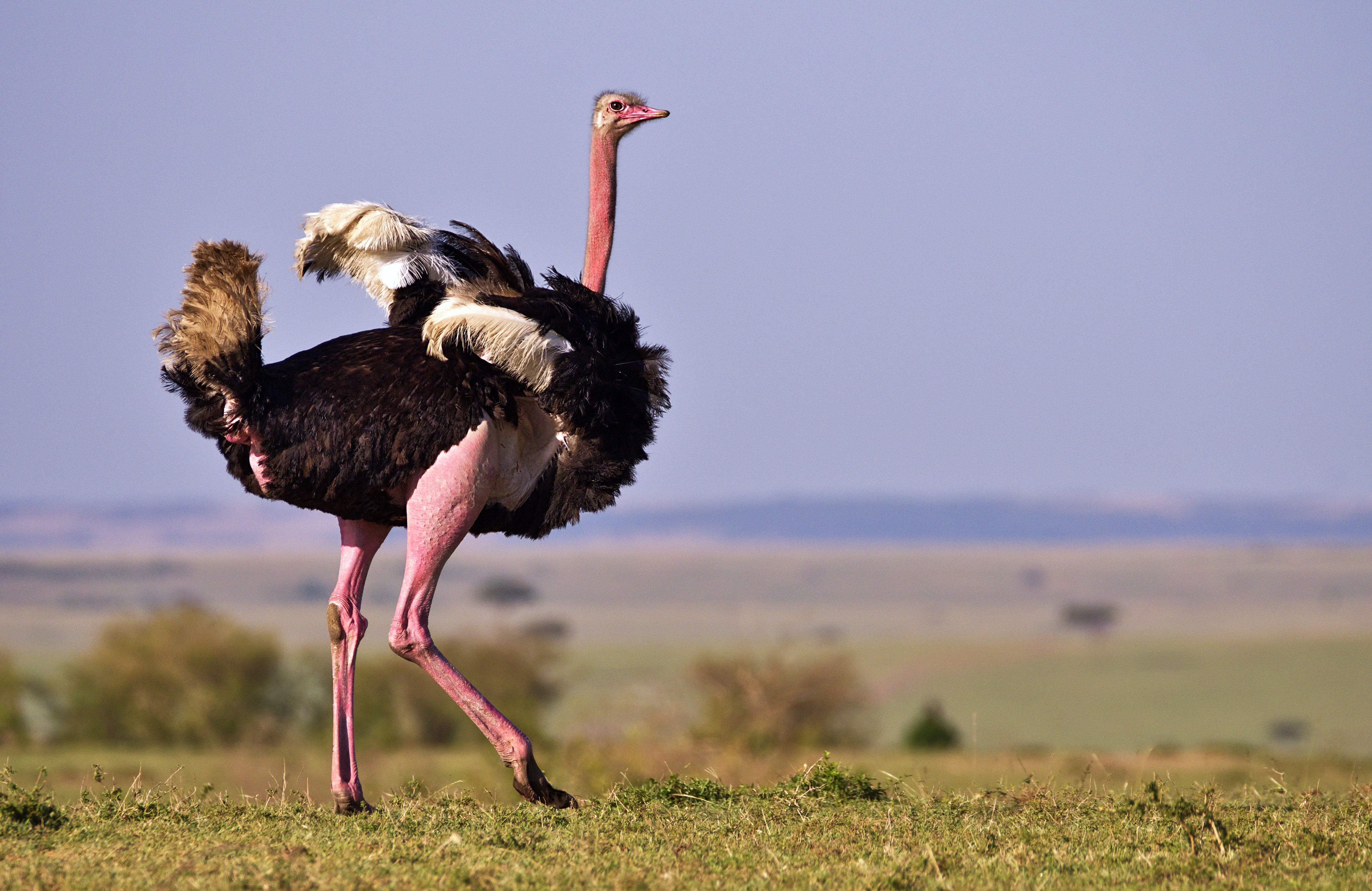 animal, ostrich, bird, maasai mara national reserve, birds