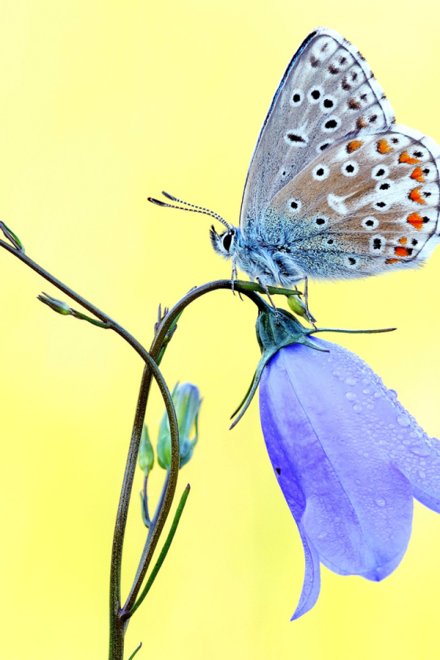無料モバイル壁紙動物, 蝶, 花, 青いをダウンロードします。