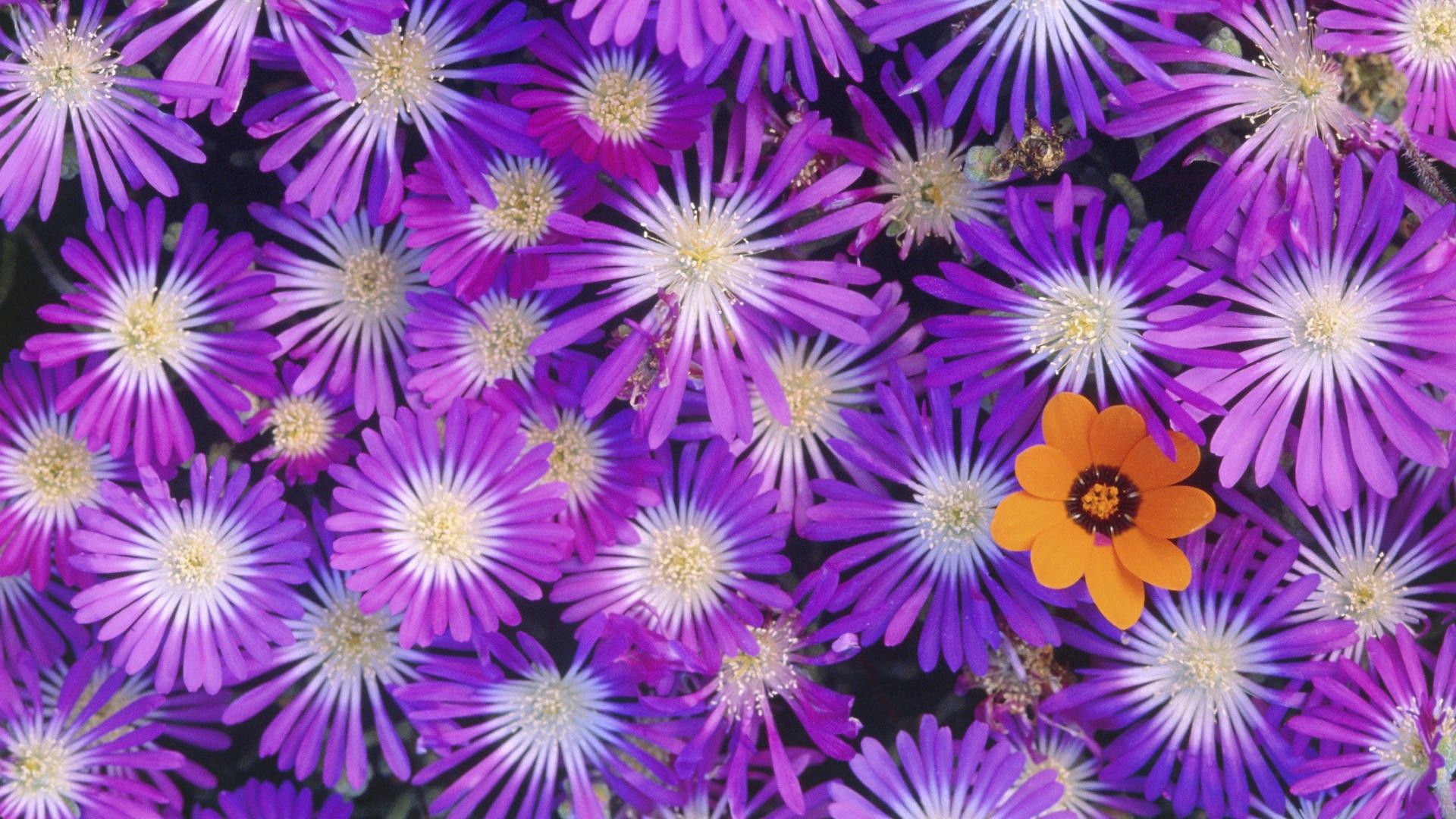 Laden Sie das Hell, Blütenblätter, Blume, Nahaufnahme, Nahansicht, Bunten, Blumen, Mehrfarbig-Bild kostenlos auf Ihren PC-Desktop herunter